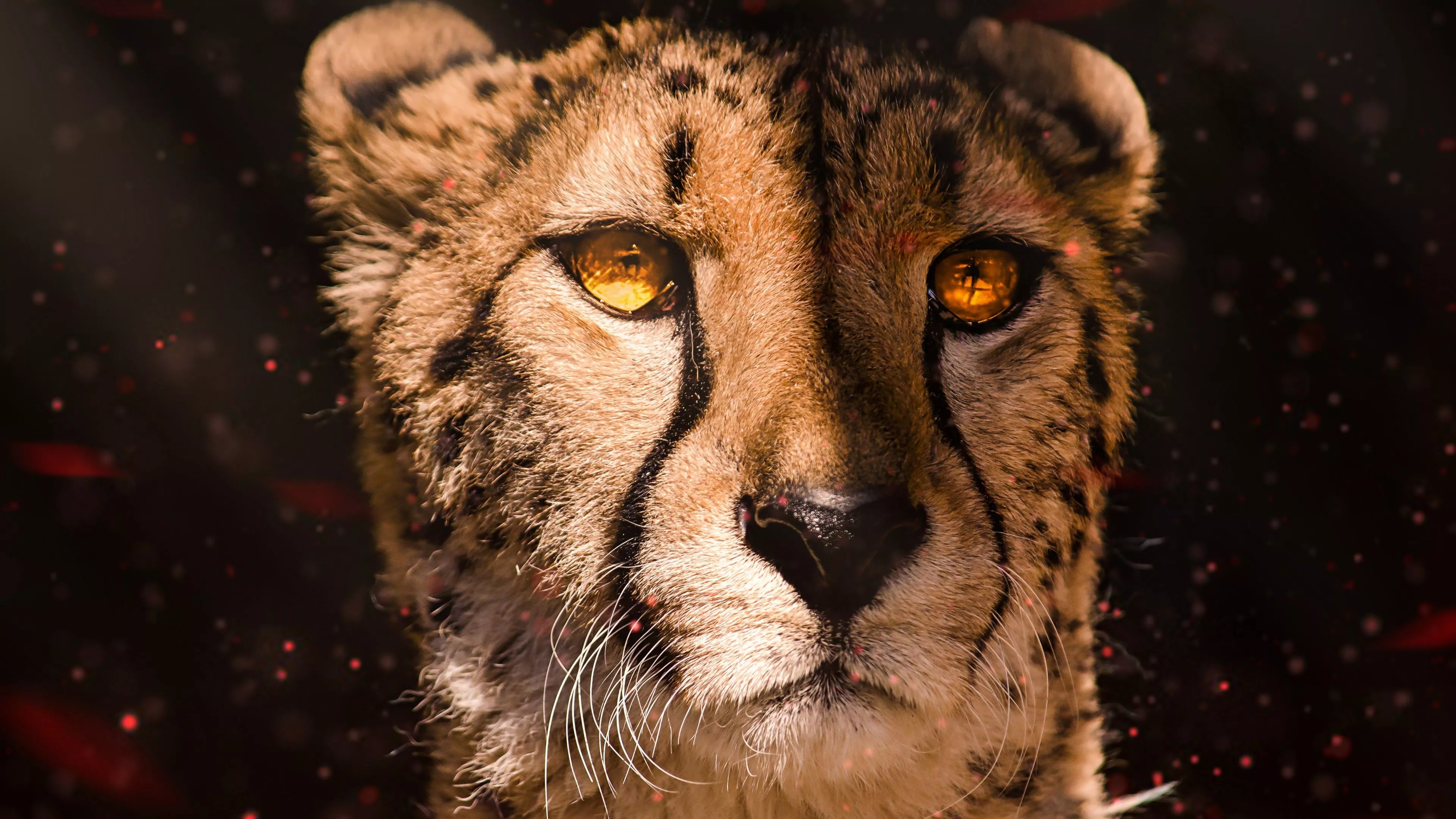 Cheetah Wallpaper 4K, Southeast African