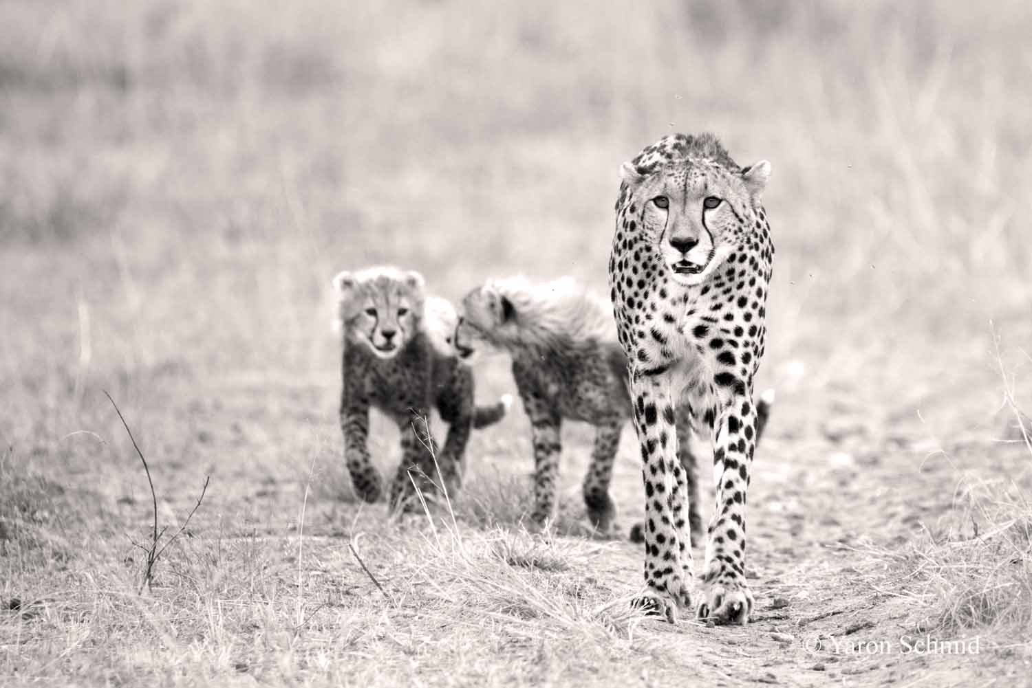 Cheetahs
