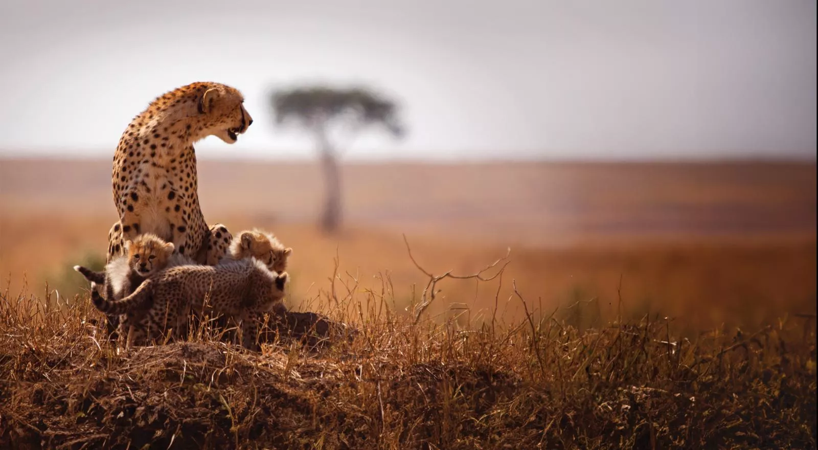 My First African Safari