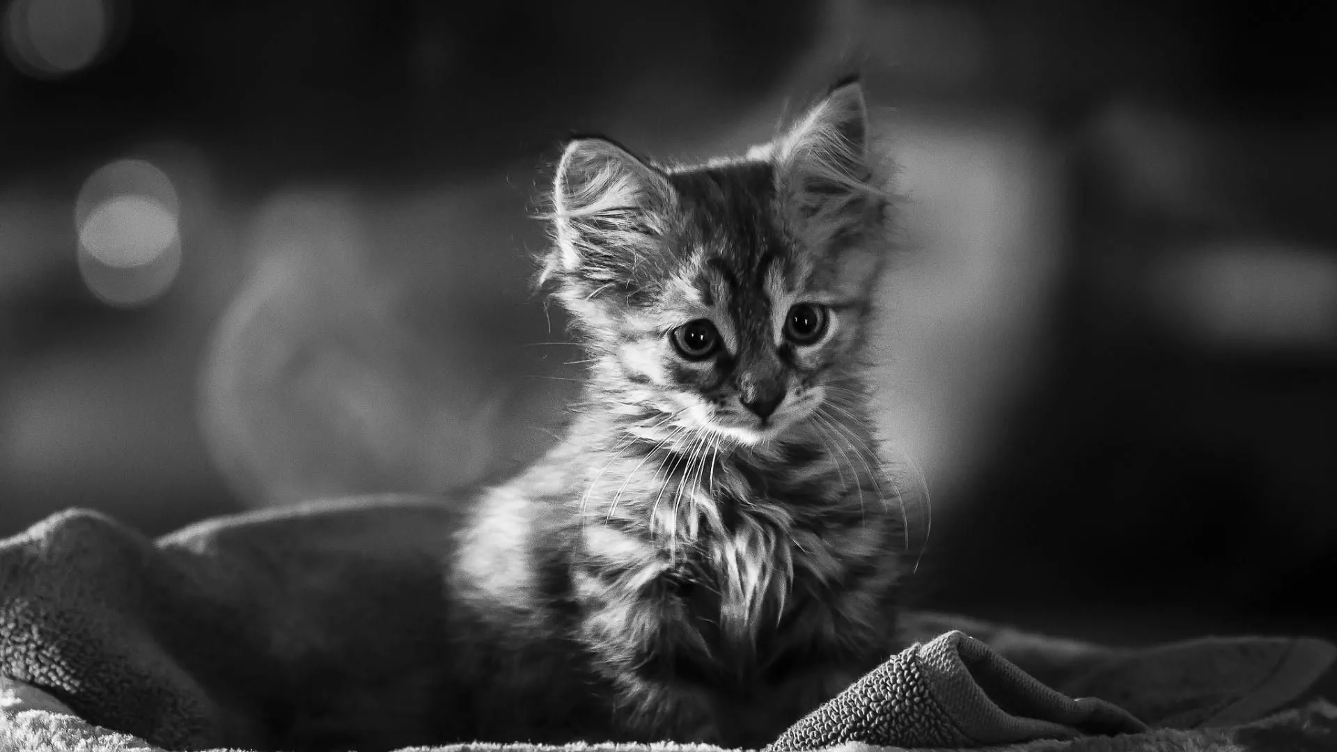 Cute Black and White Wallpaper