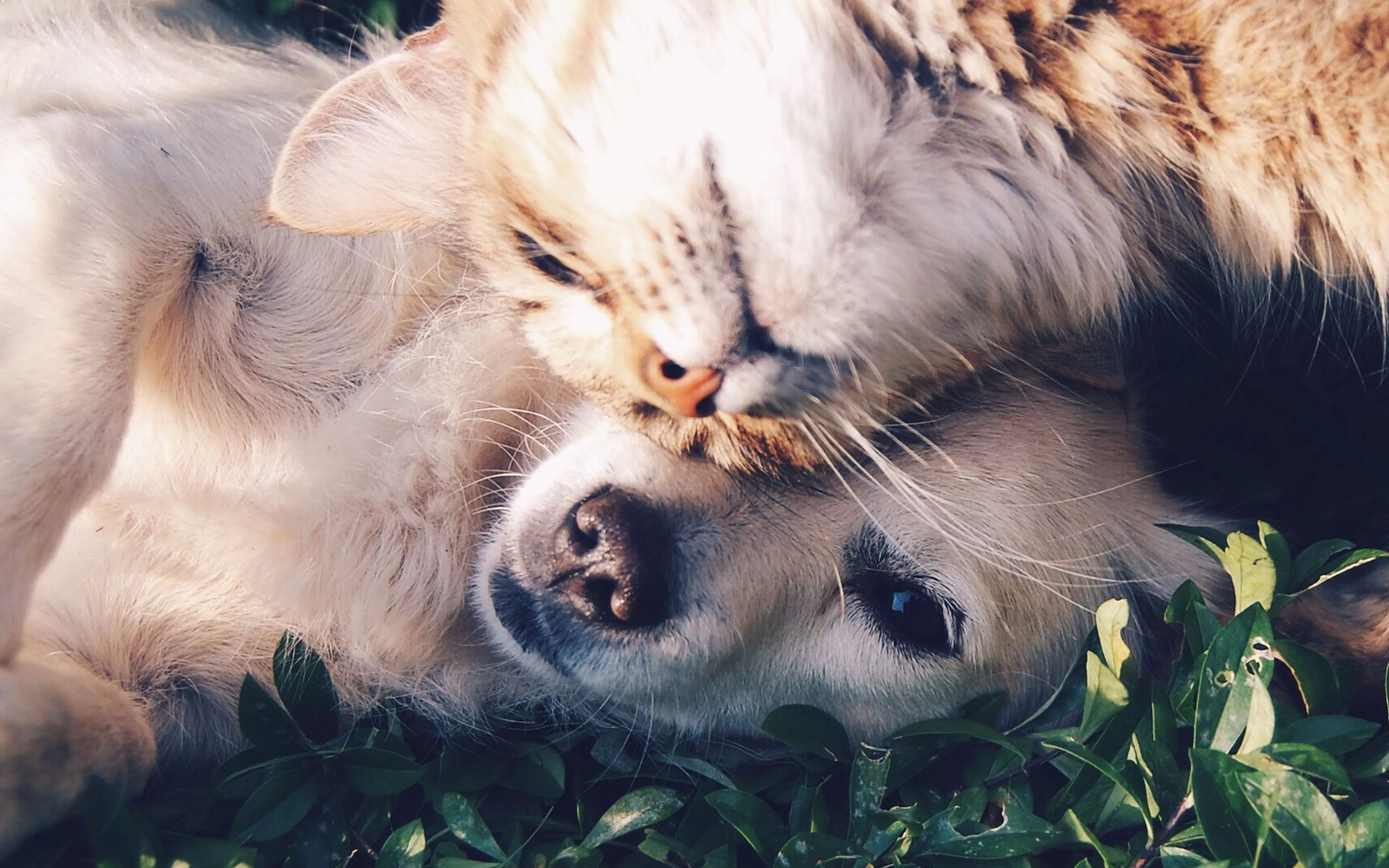 Cat And Dog Animal Love Nature Pure