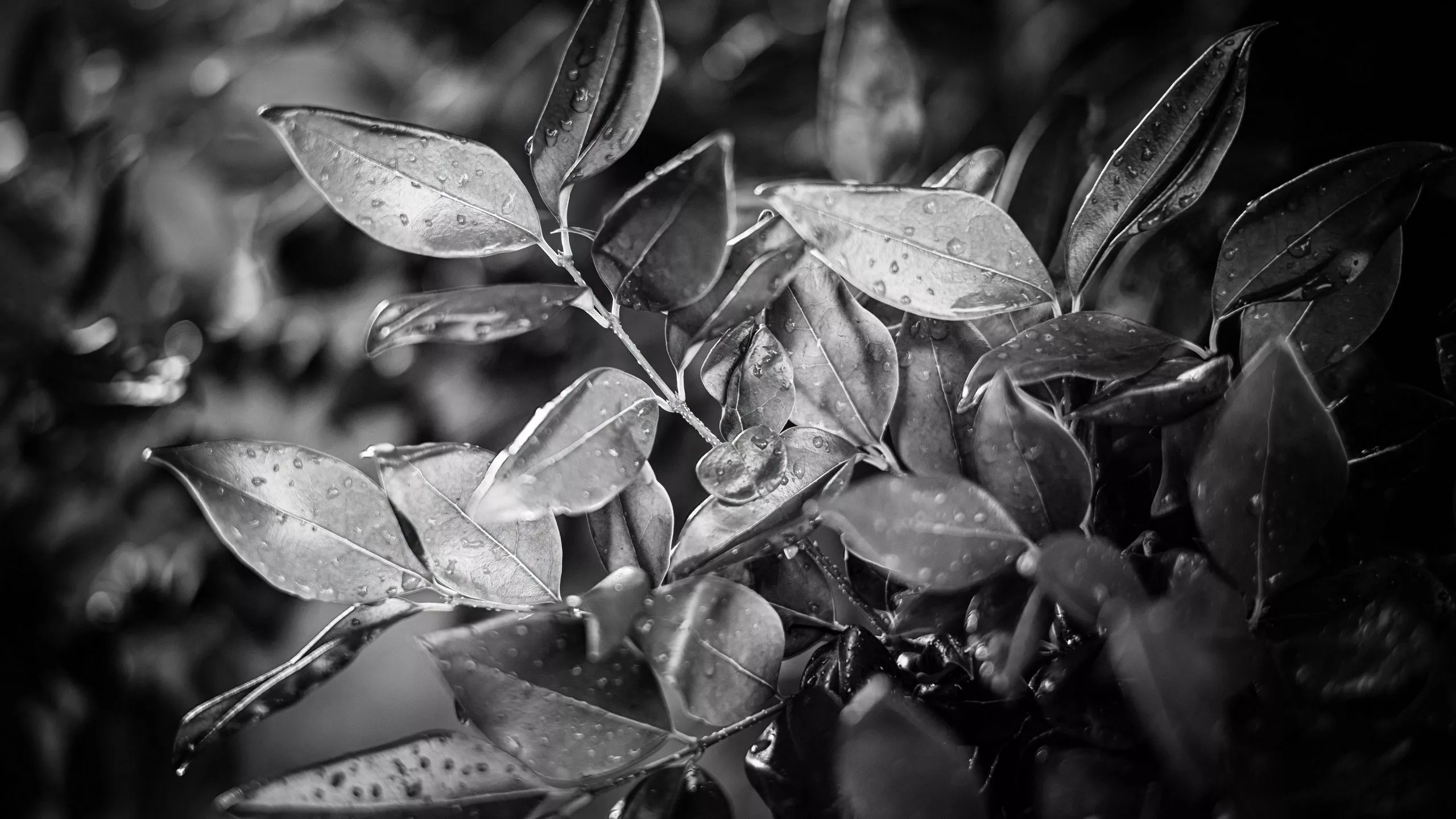 Black And White Image Of Leaves Plant