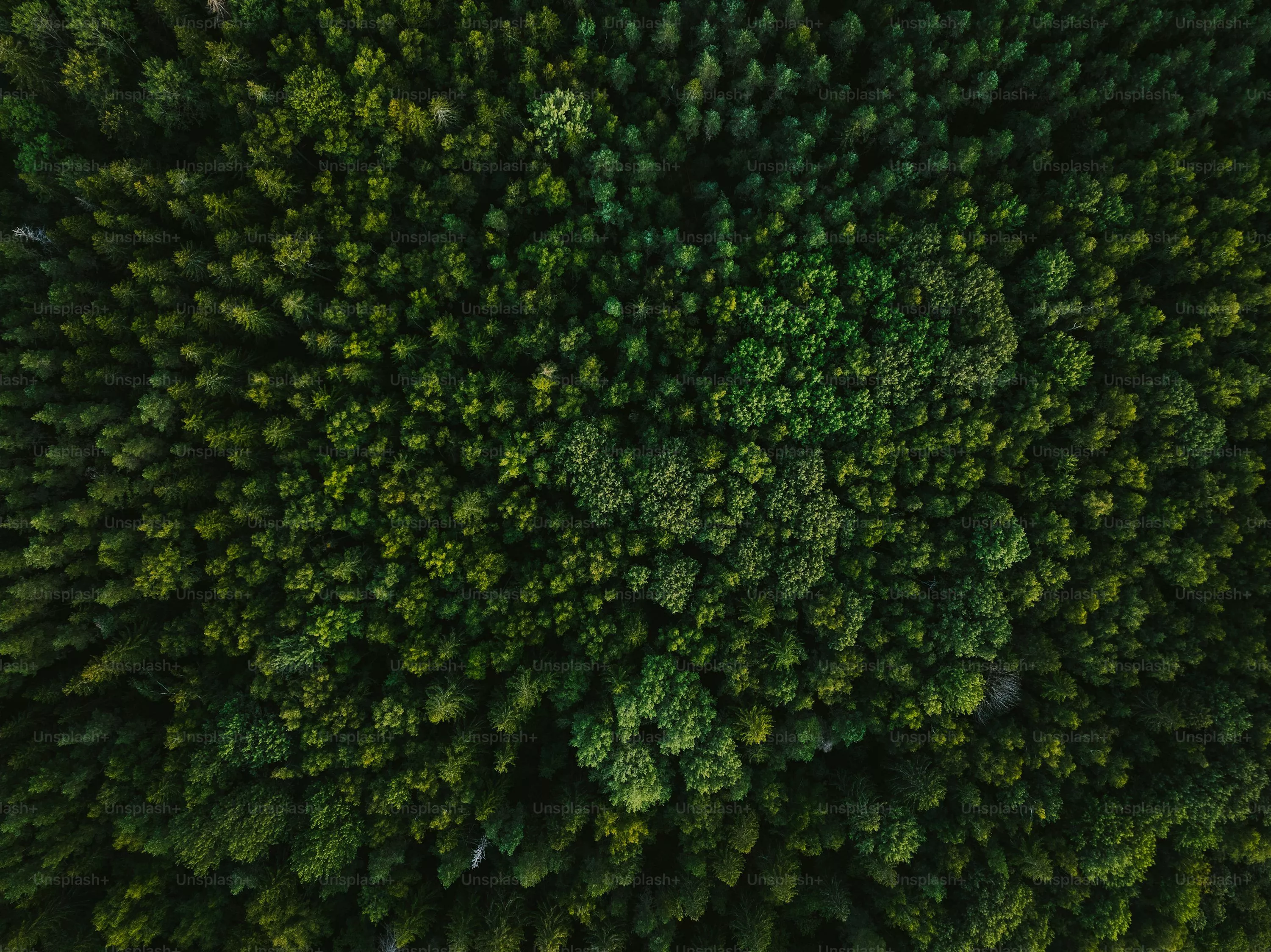 Minimal Green Picture. Download Free