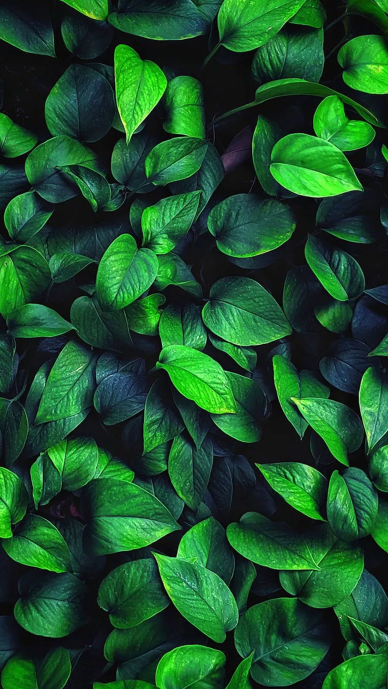 Green nature, green, nature, HD phone wallpaper