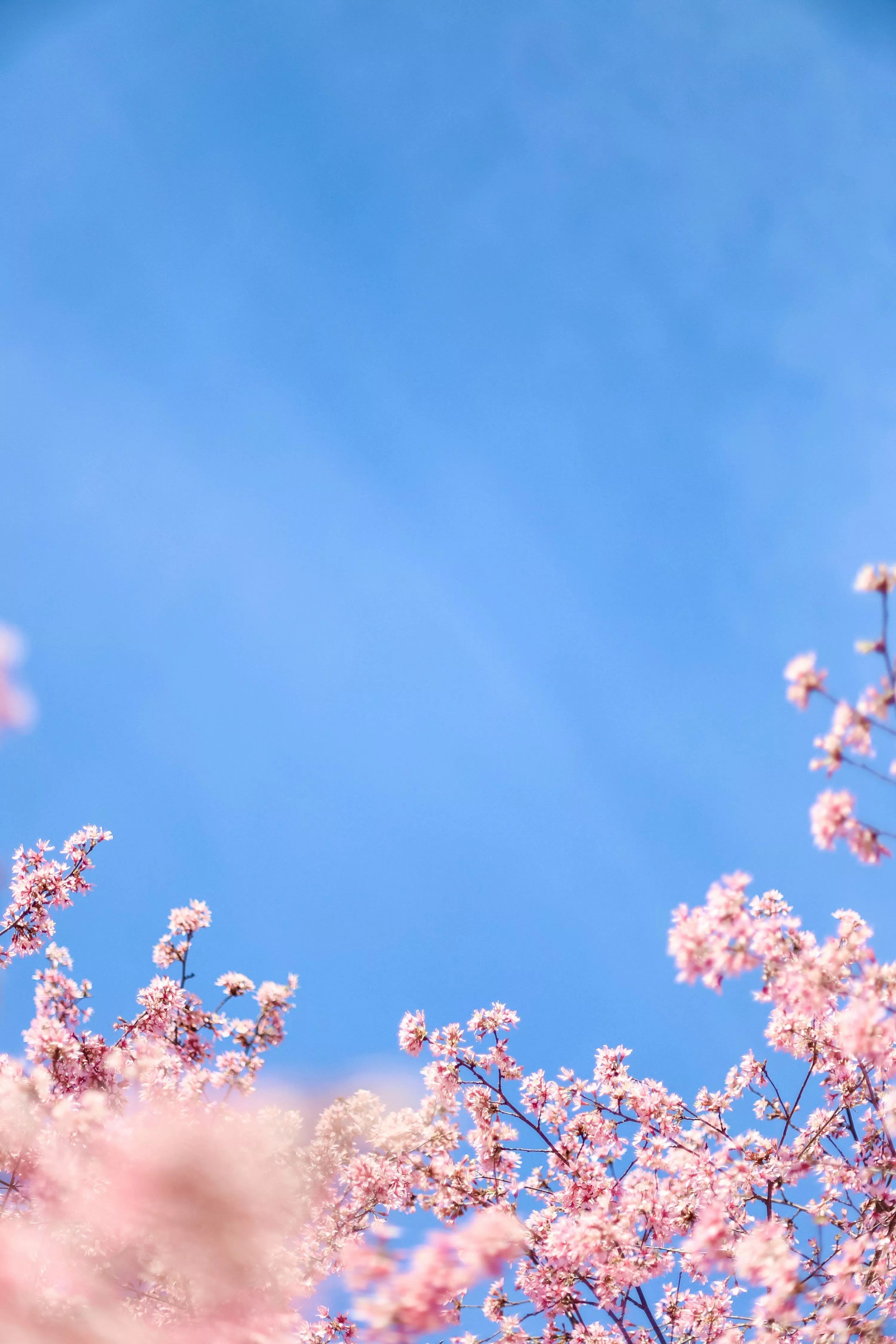 White cherry blossom under blue sky