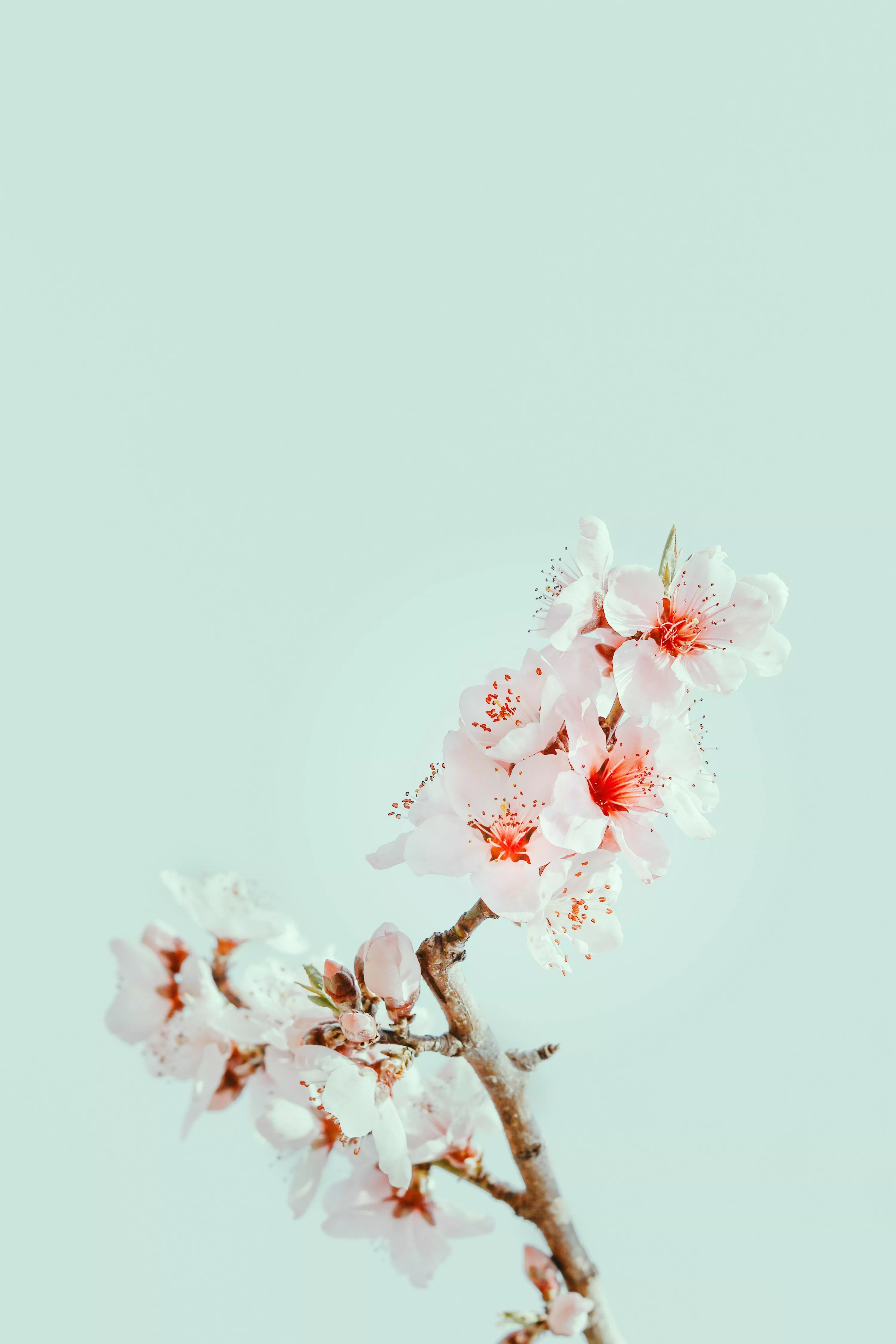 Cherry Blossom Picture. Download