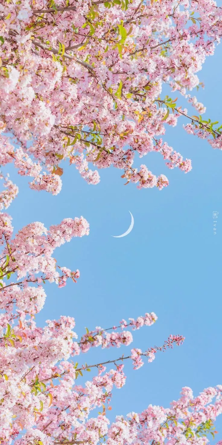 Glittery wallpaper, Cherry blossom