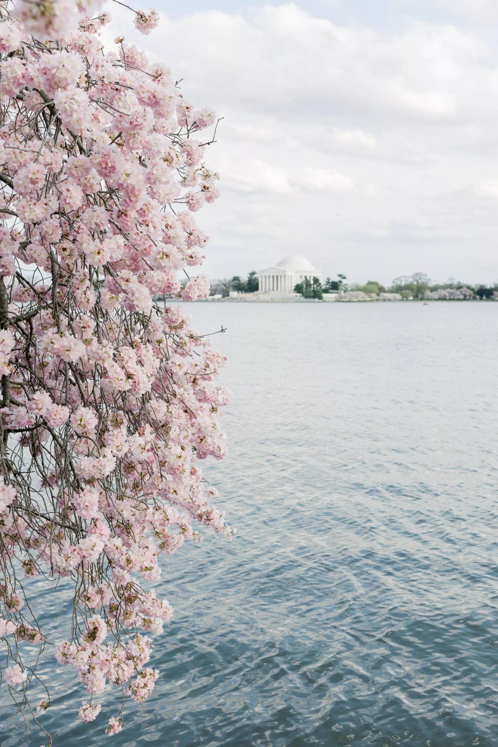 Cherry Blossom Photo