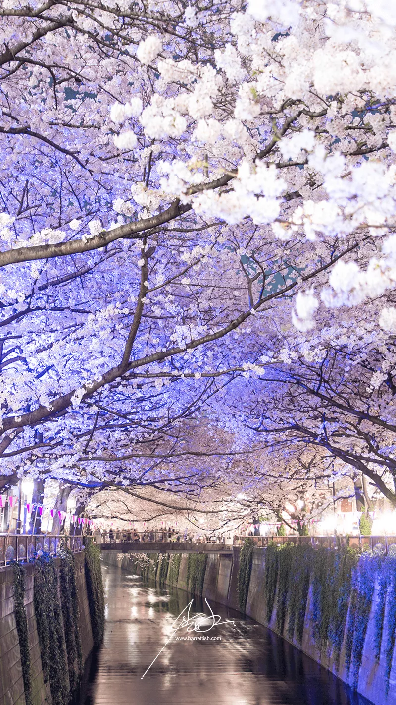 Japan's Cherry Blossom Wallpaper