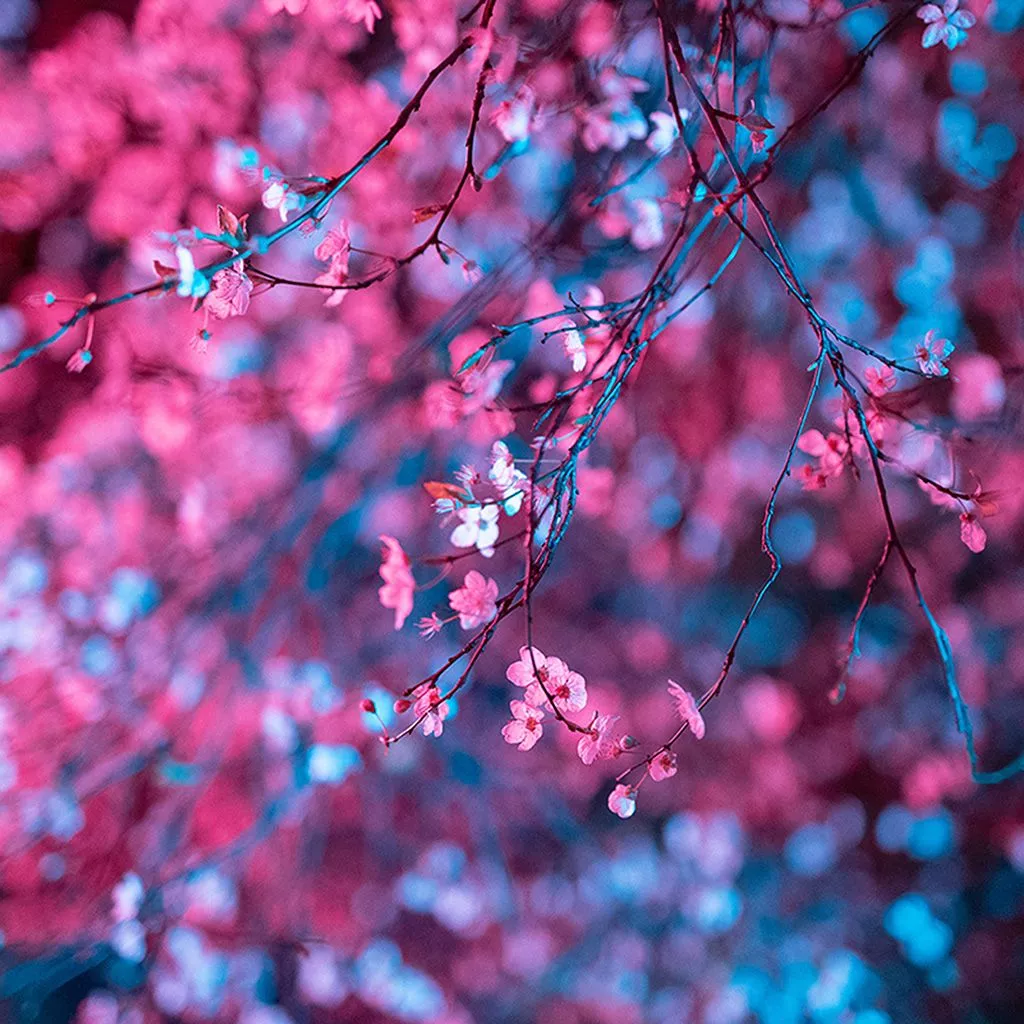 Art Flower Red Light Cherry Blossom Spring