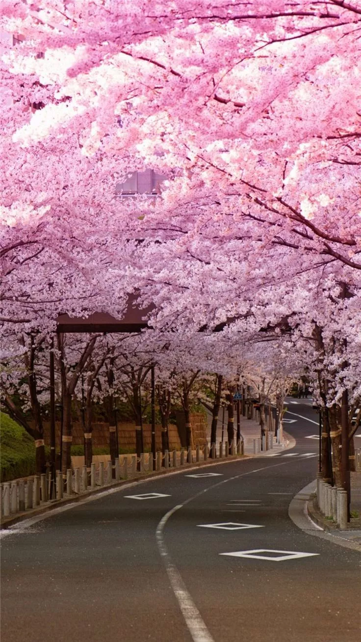 Awesome Japanese Cherry Blossom iPhone