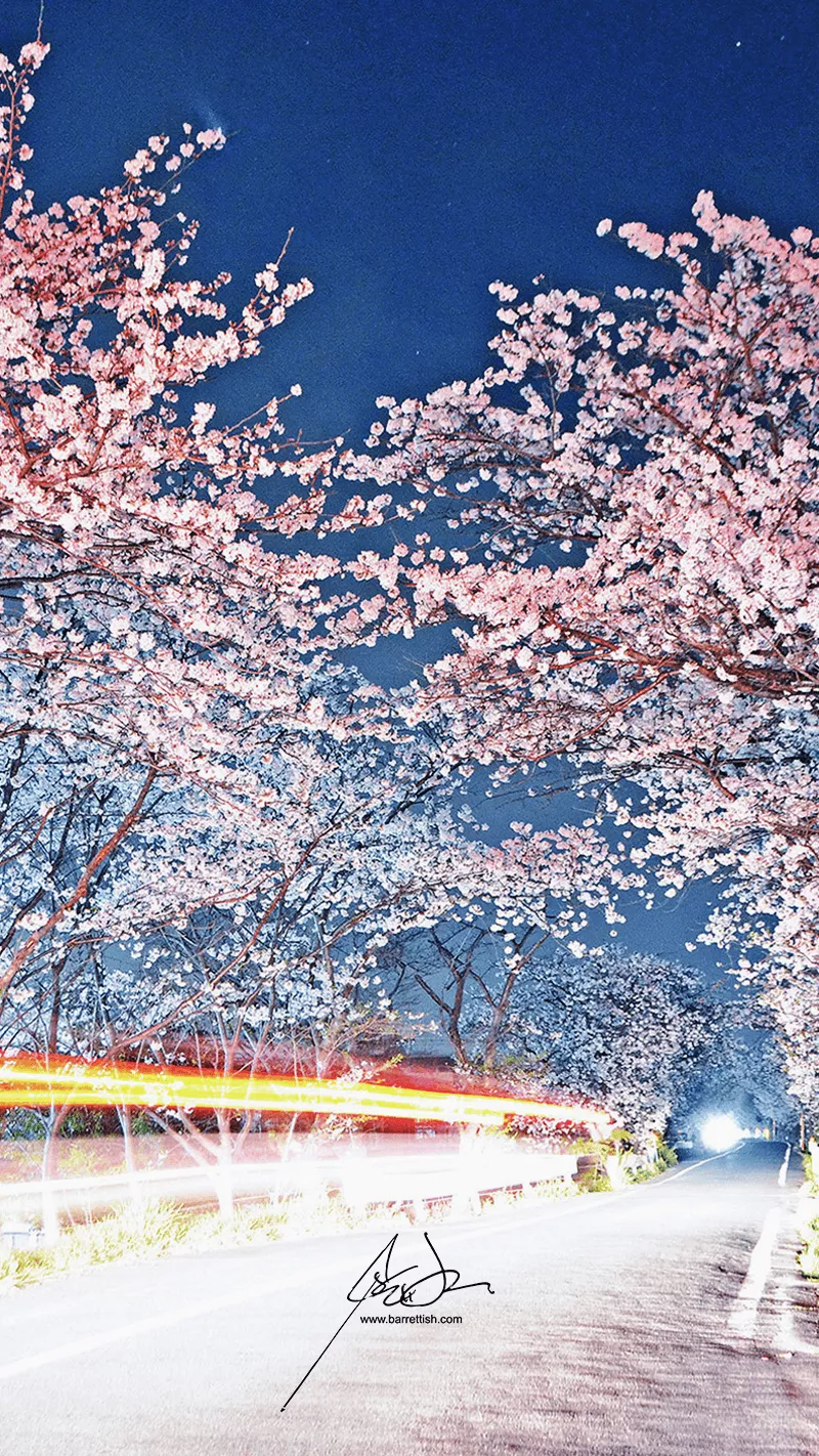 Japan's Cherry Blossom Wallpaper