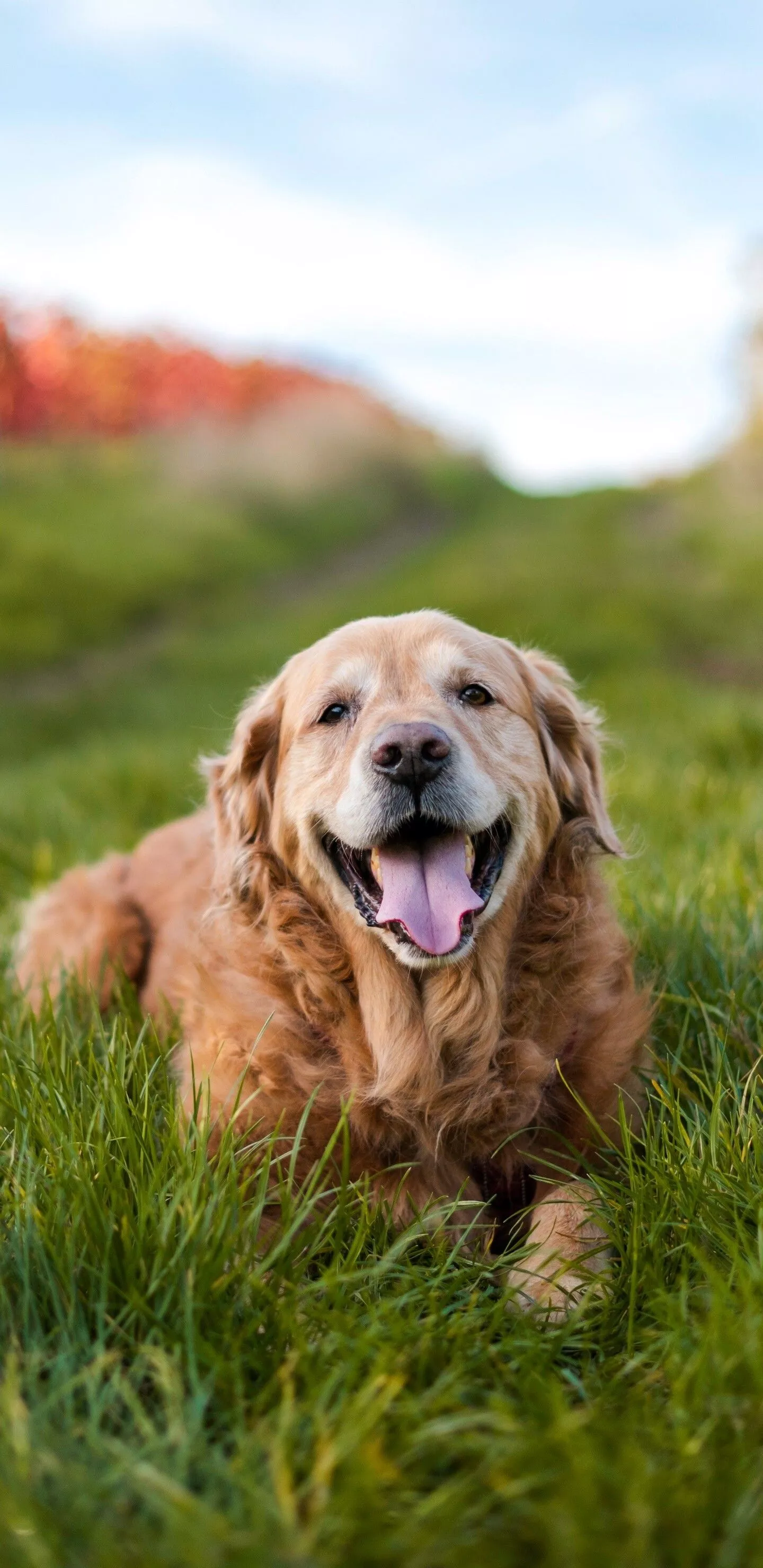 Golden Retriever Wallpaper