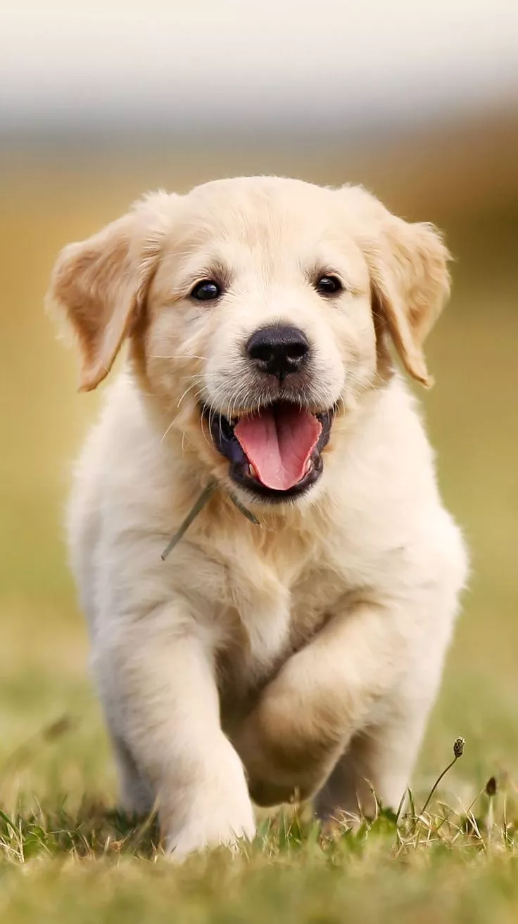 Cute dog wallpaper for mobile!