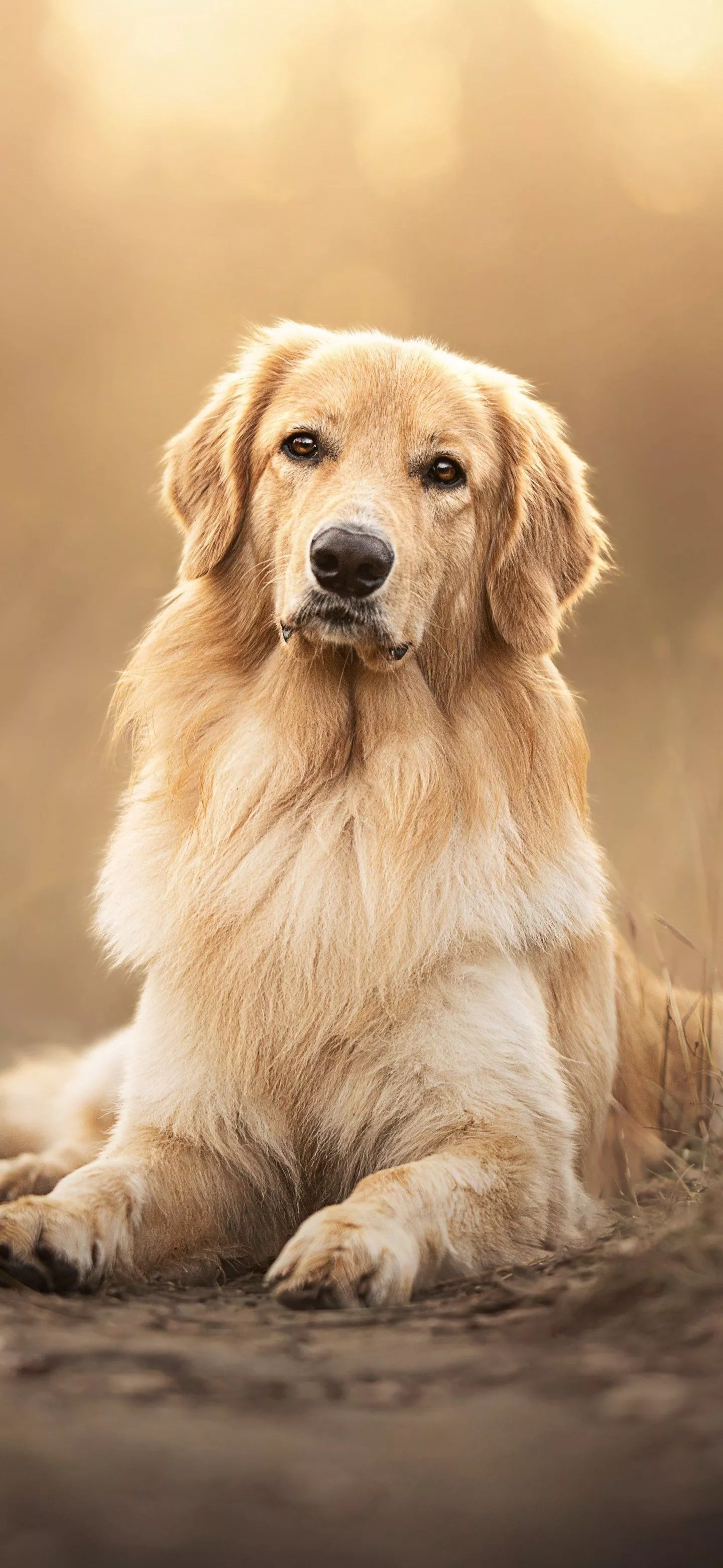 Golden Retriever iPhone Wallpaper