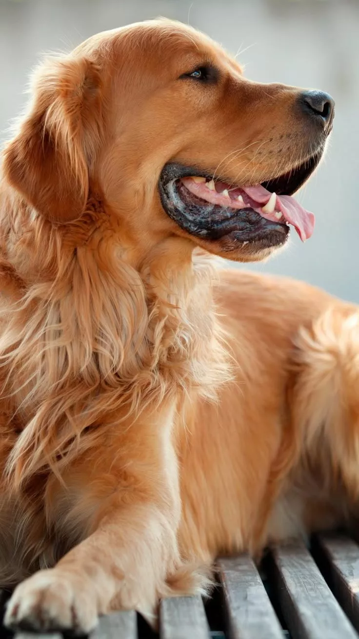 Golden Retriever Dog 4K Mobile Wallpaper