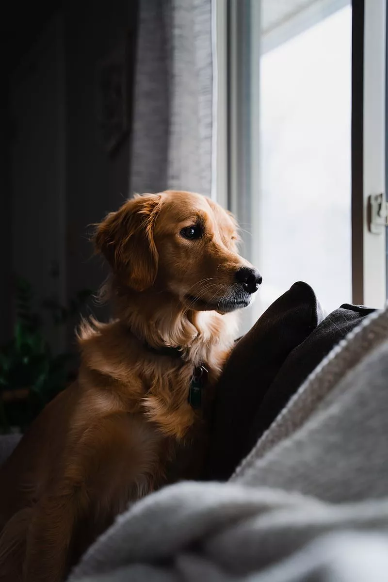 Golden retriever, dog, pet, brown