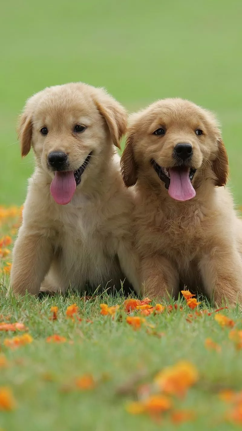 HD golden retriever wallpaper