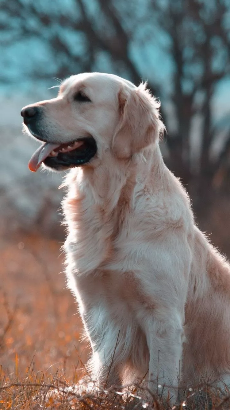 Dog Animal Golden Retriever Phone Wallpaper