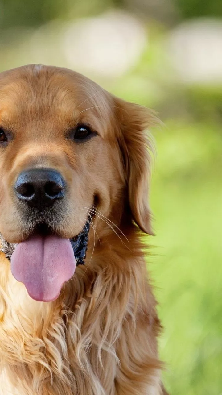 Dogs, Animal, Golden Retriever, 1092474