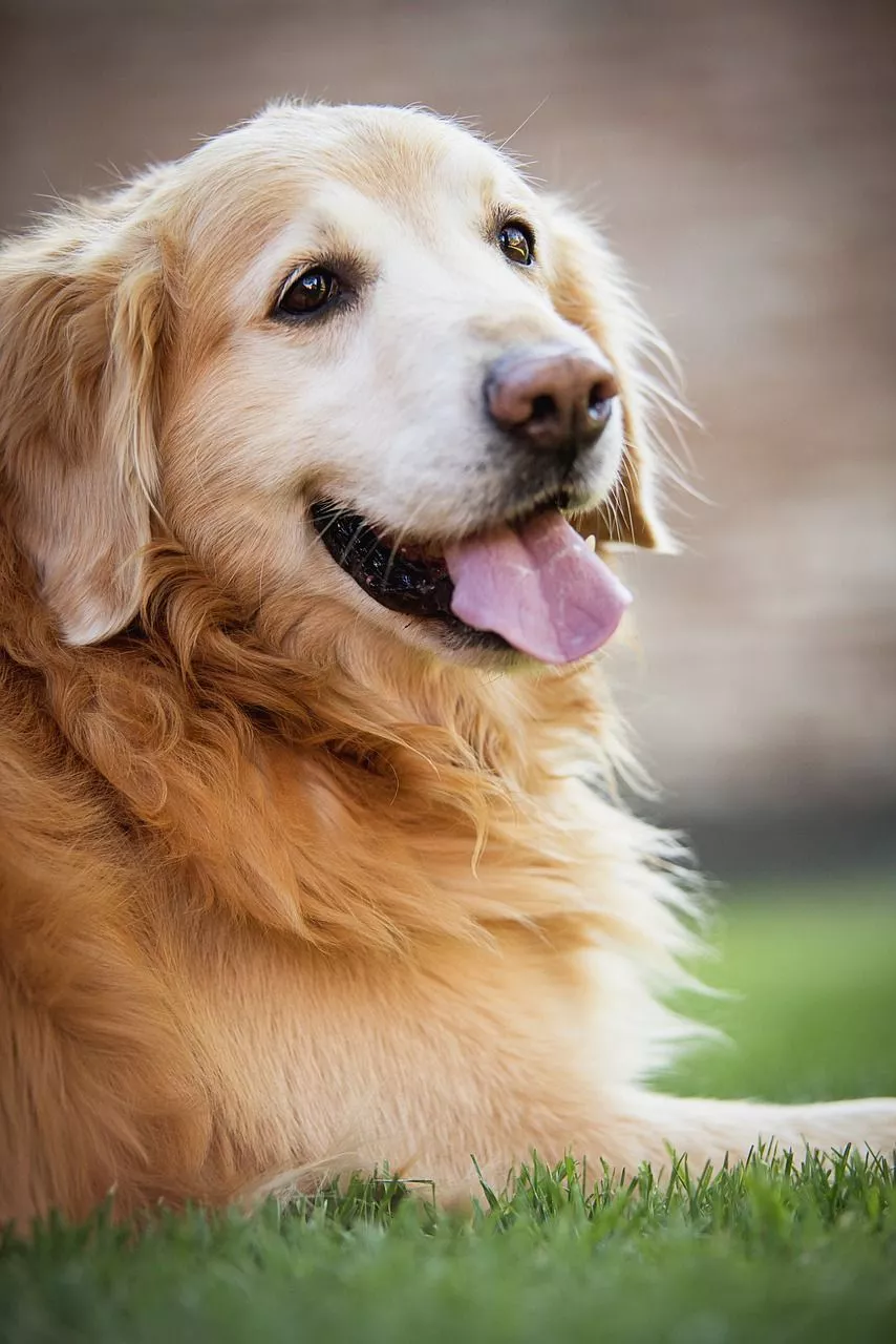 Free Golden Retiver & Golden Retriever