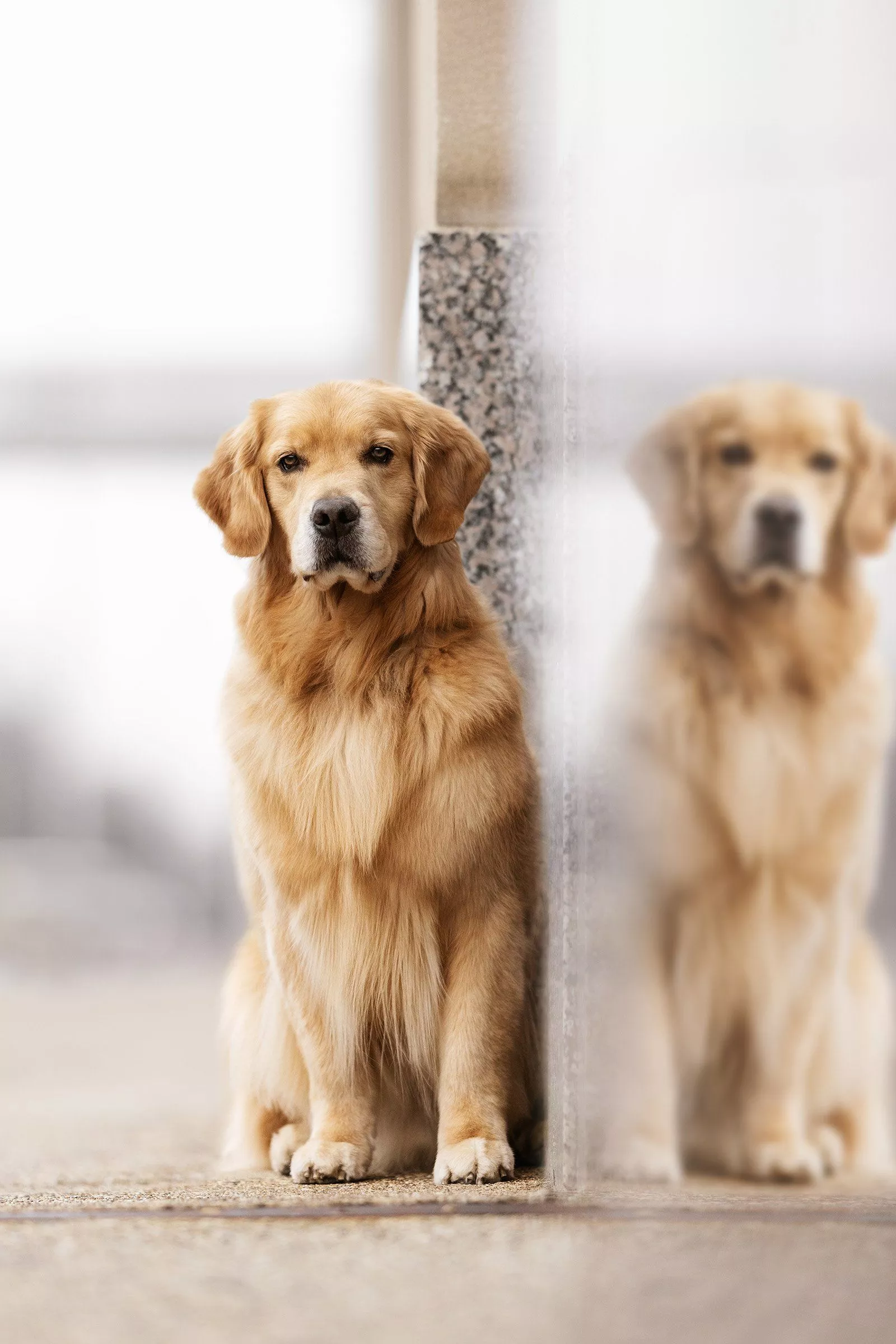 Golden Retriever Urban Dog Photography