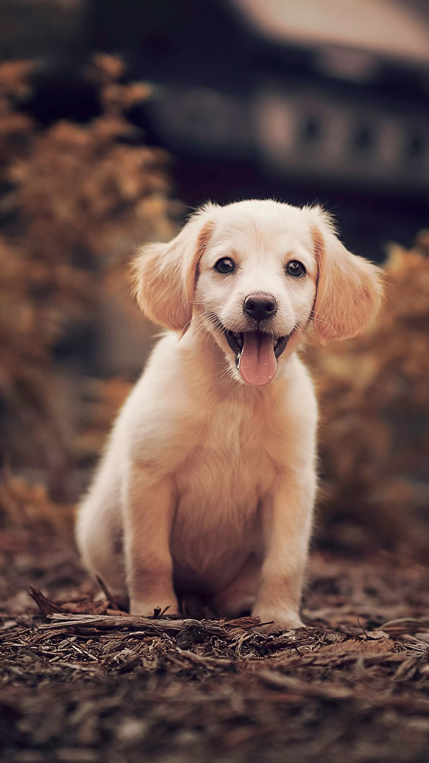 Baby Golden Retriever Dog With Tongue