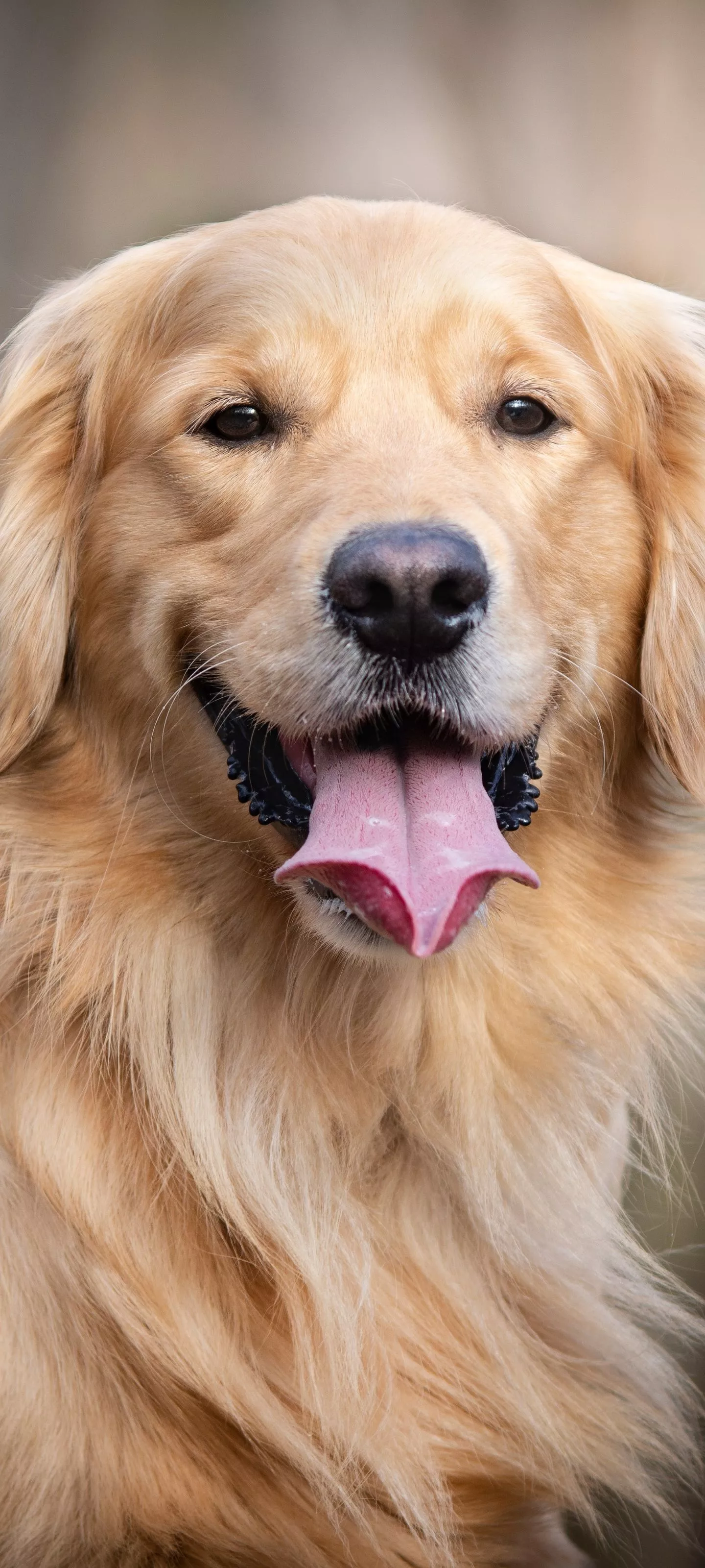 HD desktop wallpaper: Dogs, Dog, Animal