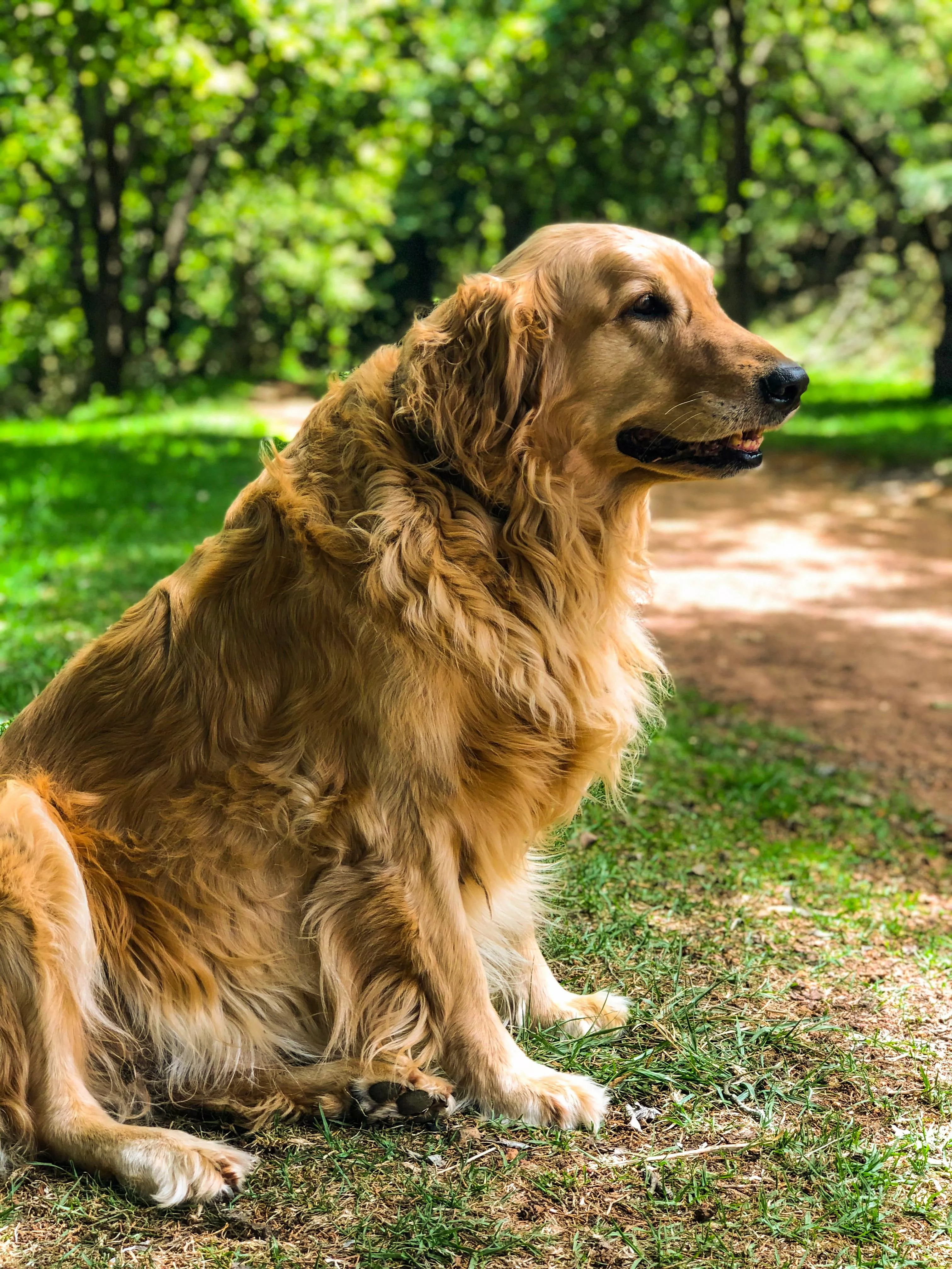 Adult Golden Retriever Sitting on Grass