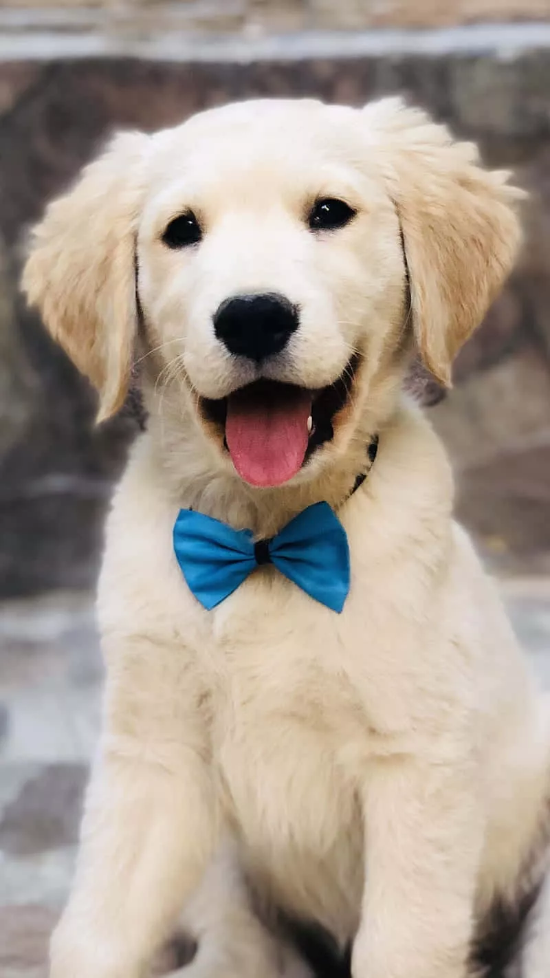 Golden Retriever Puppy HD Wallpaper