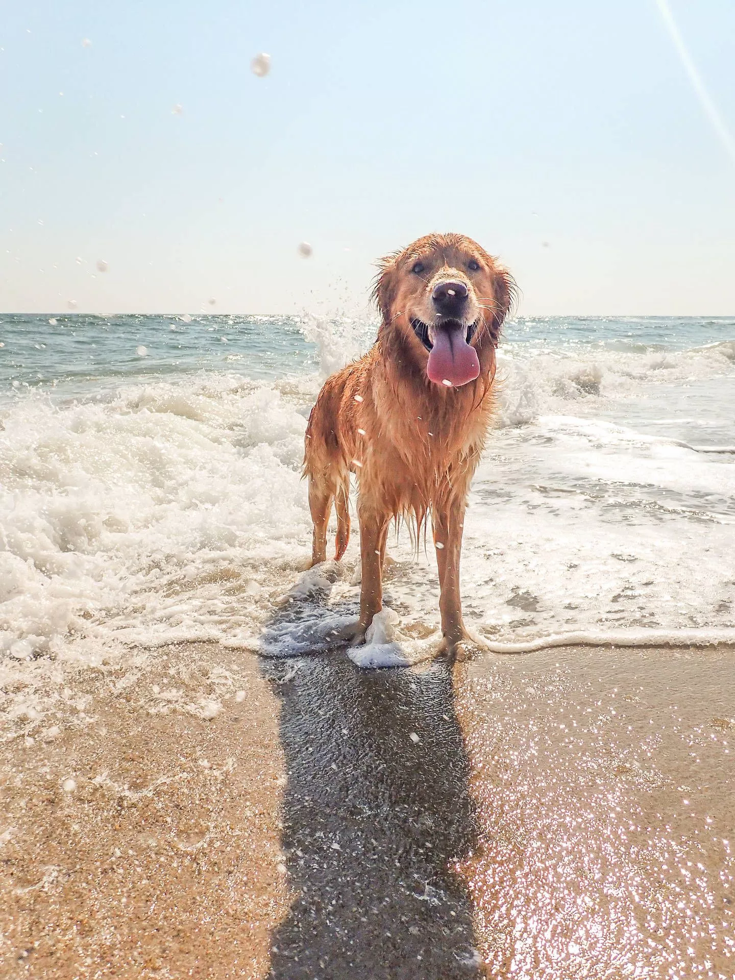 Happy Golden Retriever Beach Photo
