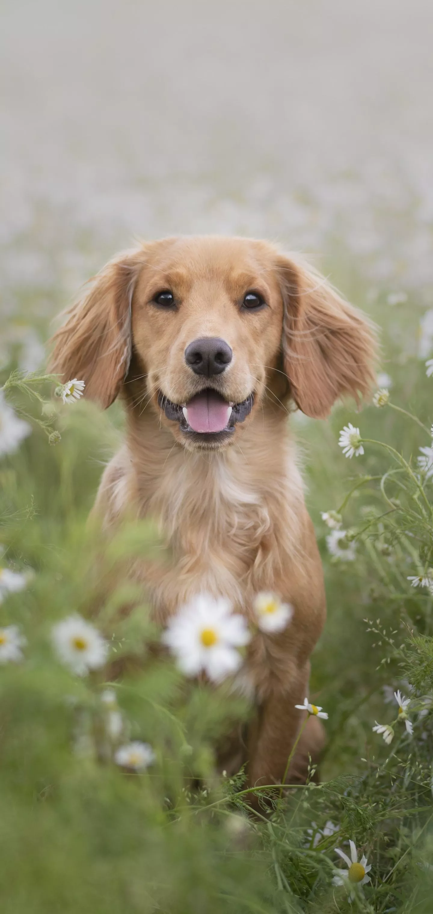 Download Daisy Dog Animal Golden