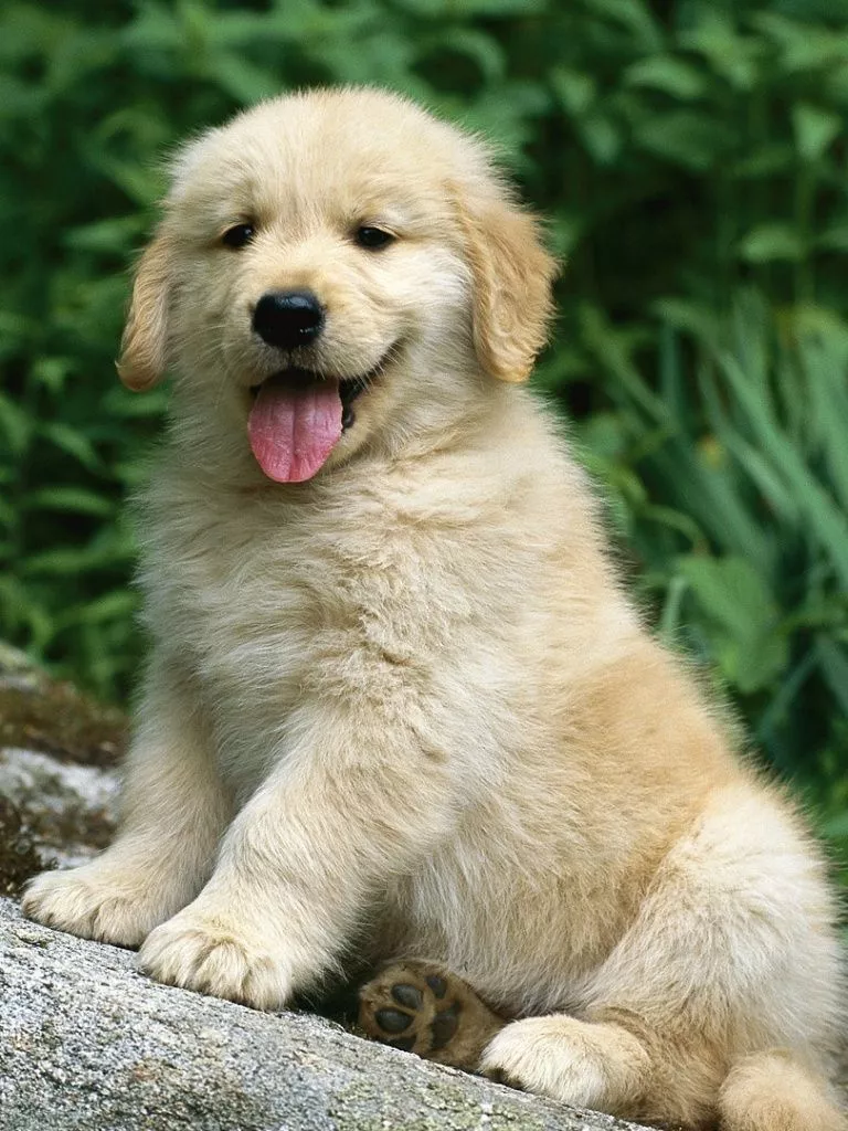 Golden Retriever In A Garden Ultra HD