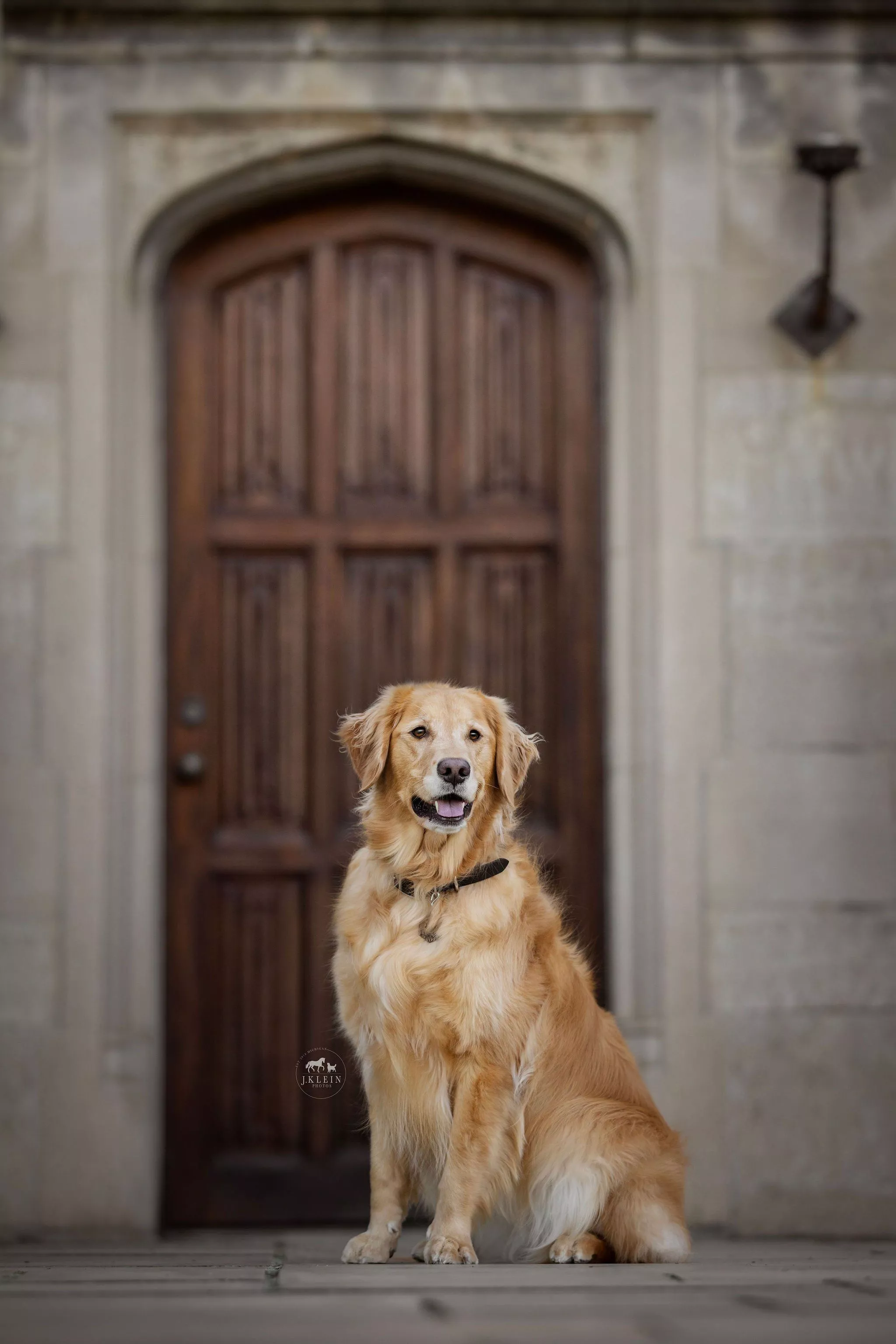 Equine & Canine Photographer
