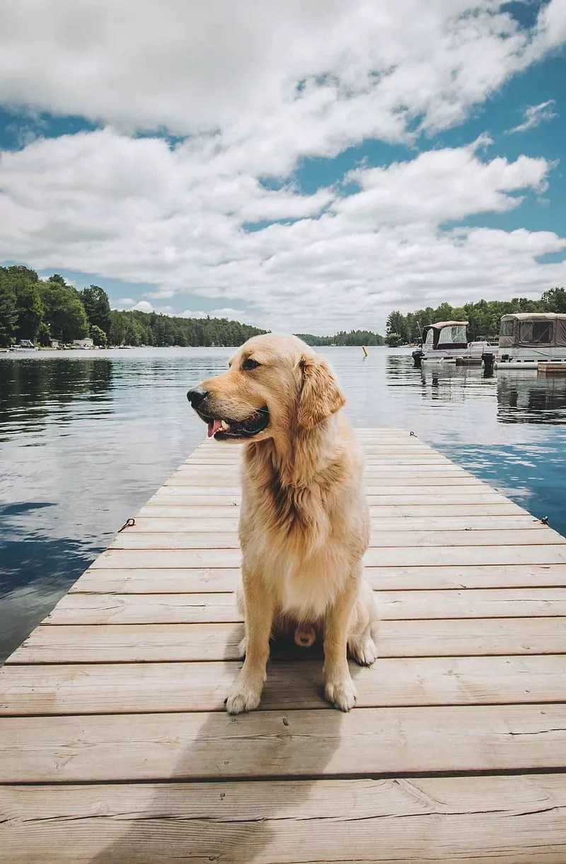 Adult golden retriever, brown, dock