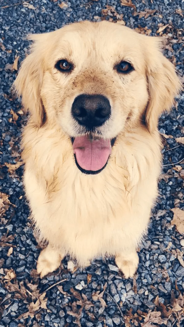 Golden Retriever Phone Wallpaper