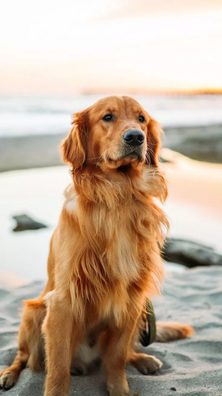 Dog Wallpaper