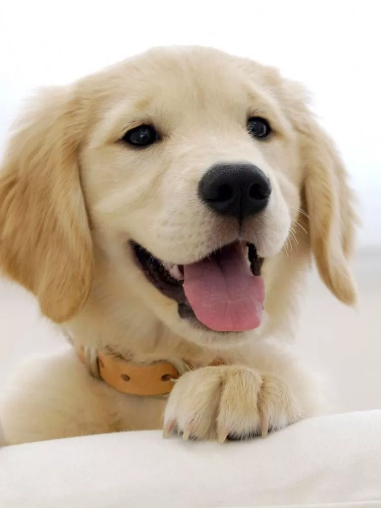 Golden Retriever Puppy Ultra HD