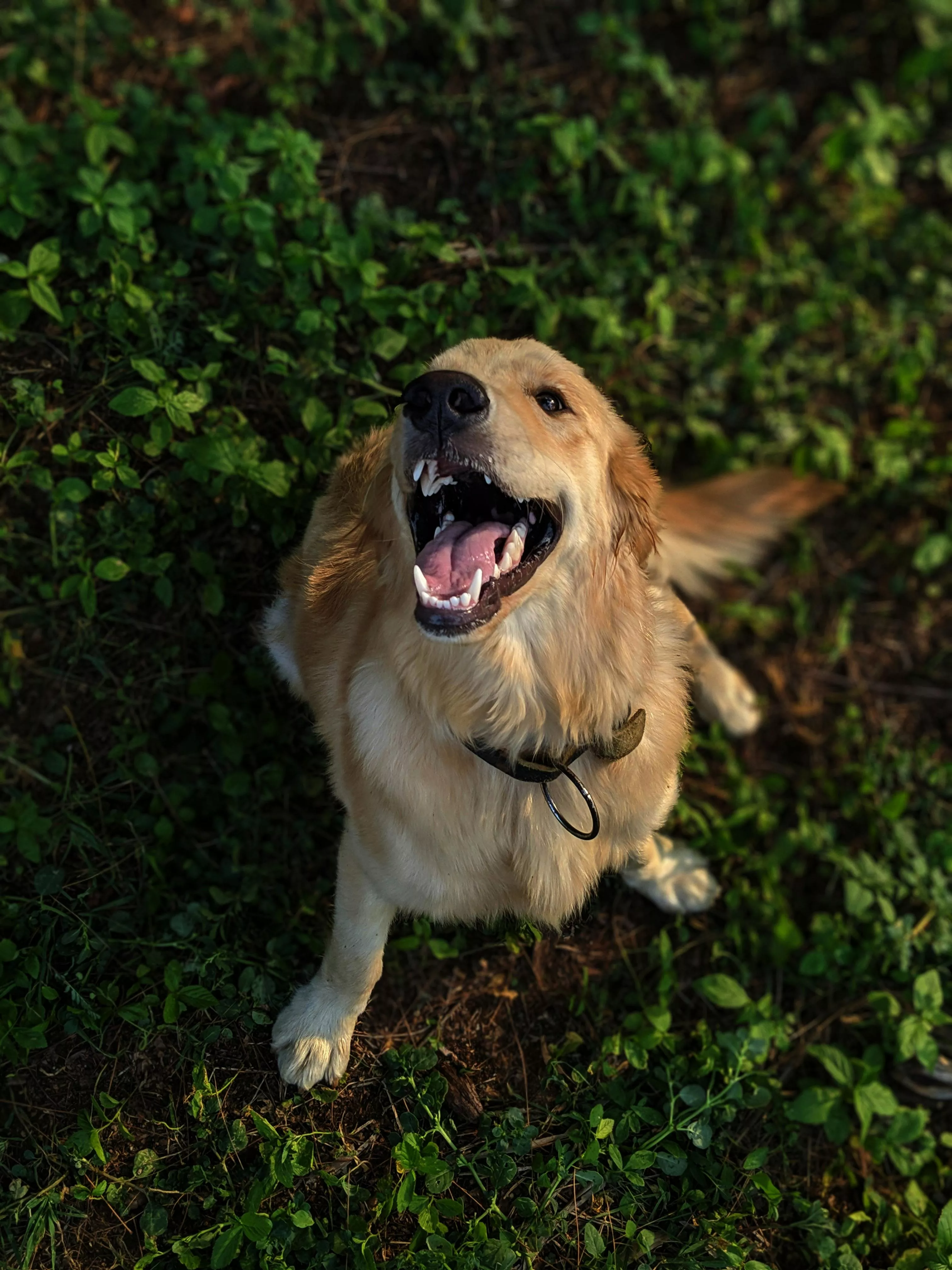 Long Coated Tan Golden Retriever Dog