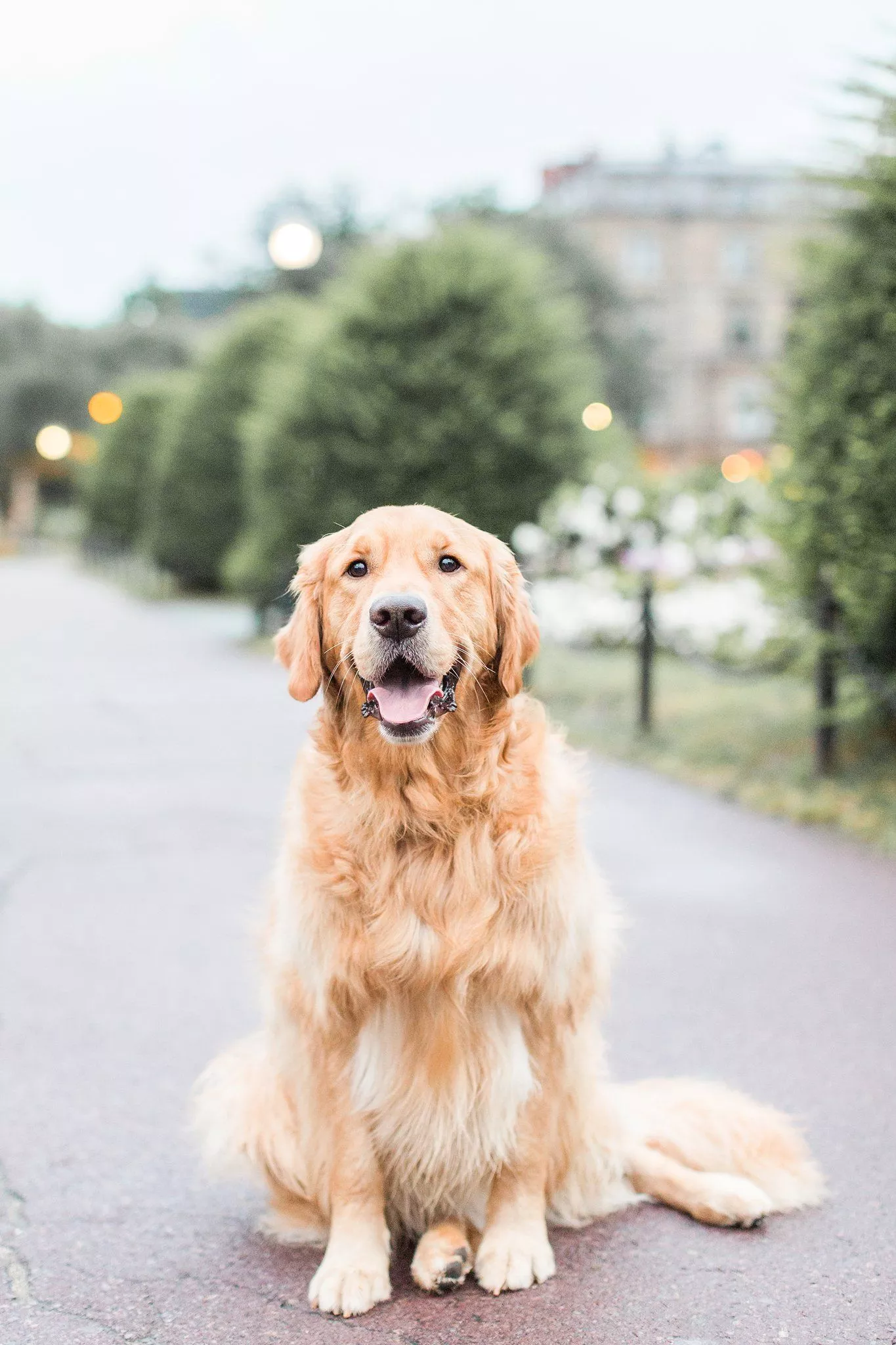 Boston Public Garden Dog Session