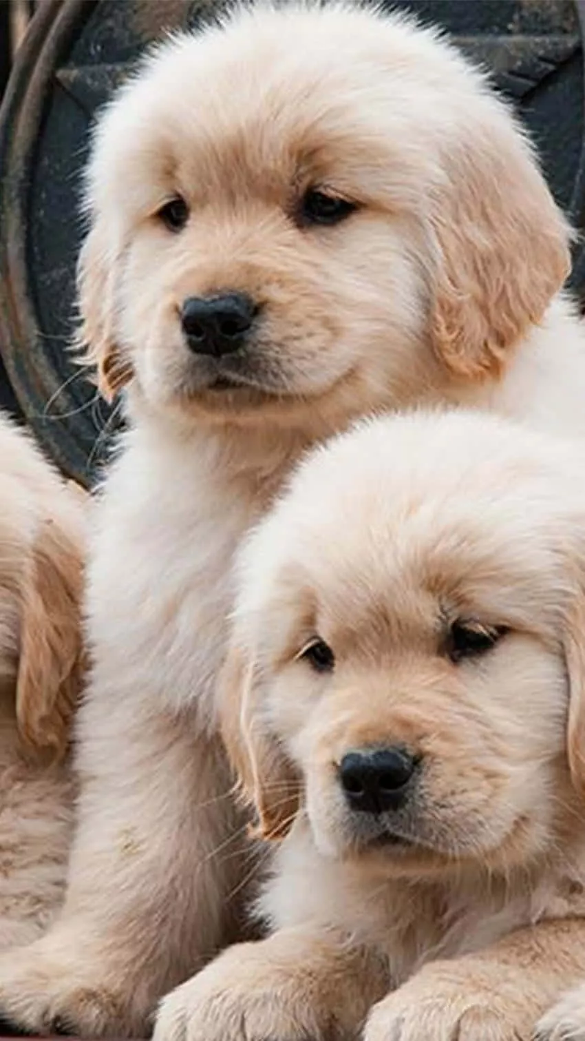 Golden Retriever Puppy HD Wallpaper