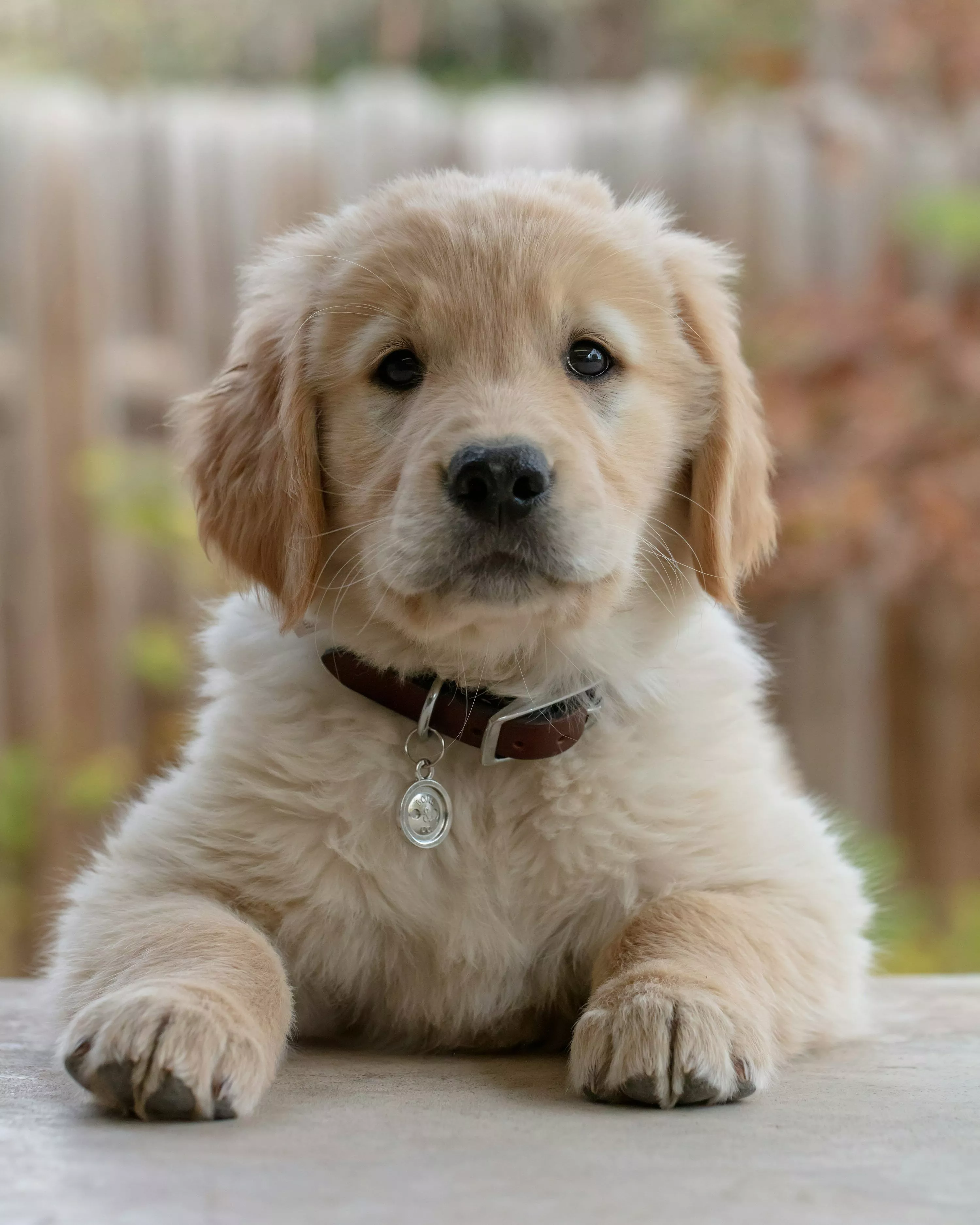 Golden Retriever Puppy Picture