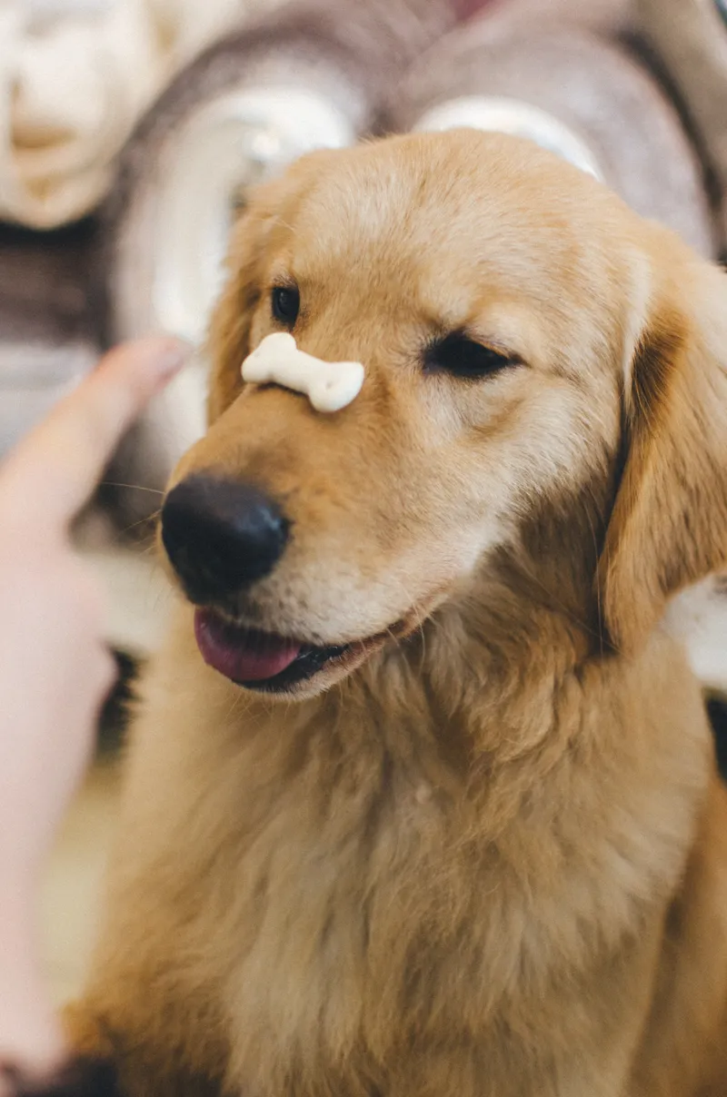 Golden Retrievers: 11 Reasons They're
