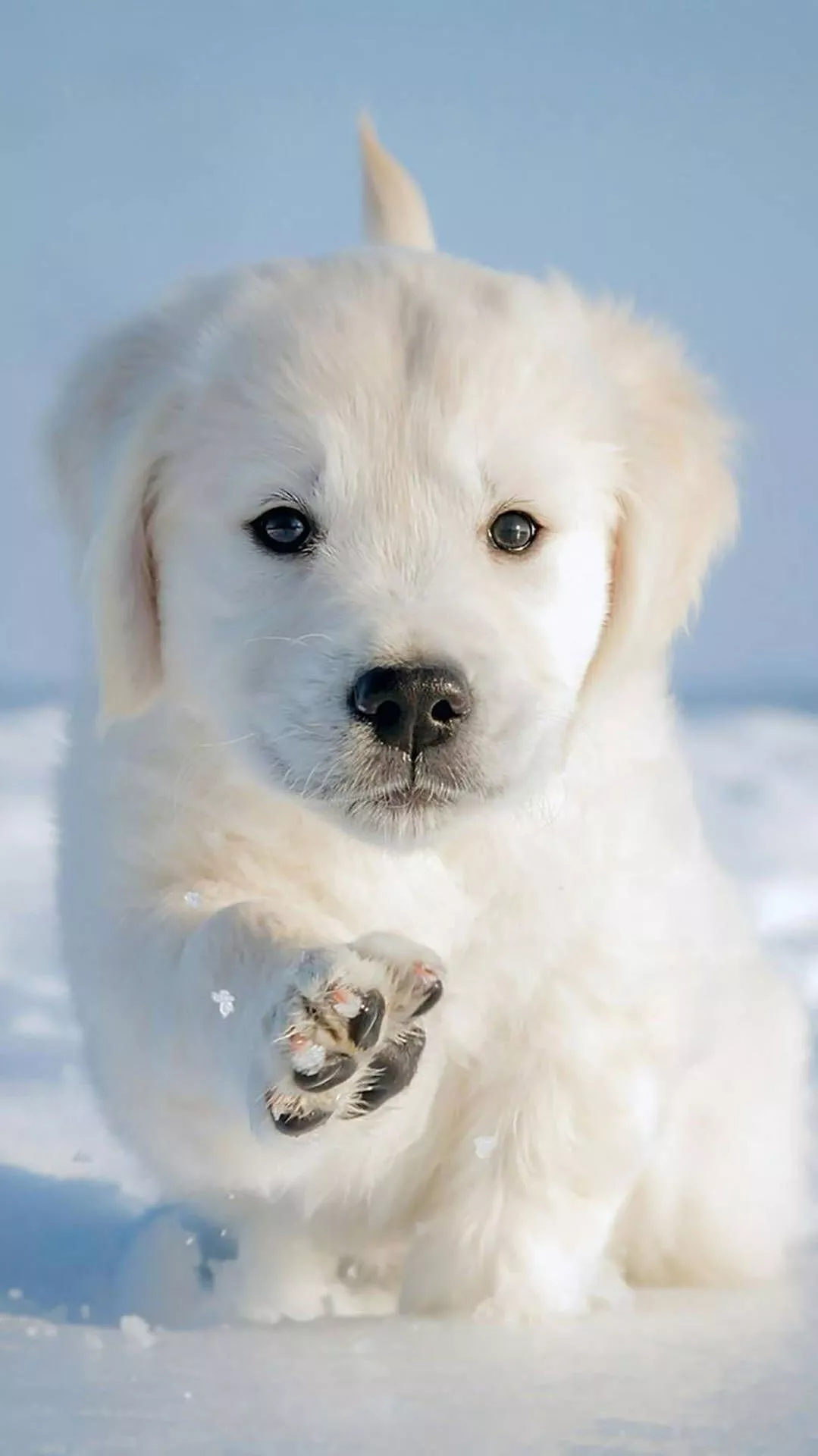 8k iPhone Golden Retriever Puppy On