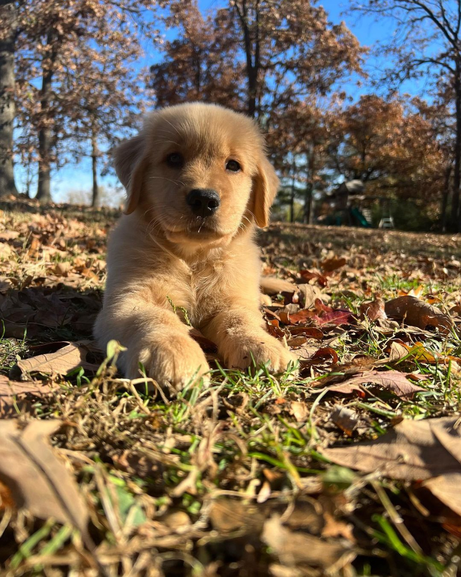 How To Raise Golden Retriever Puppies