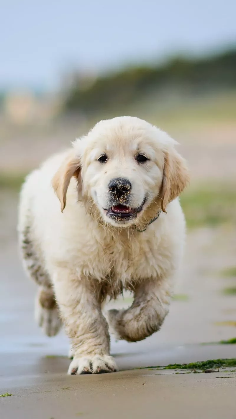 Golden Retriever, golden retriever, dog