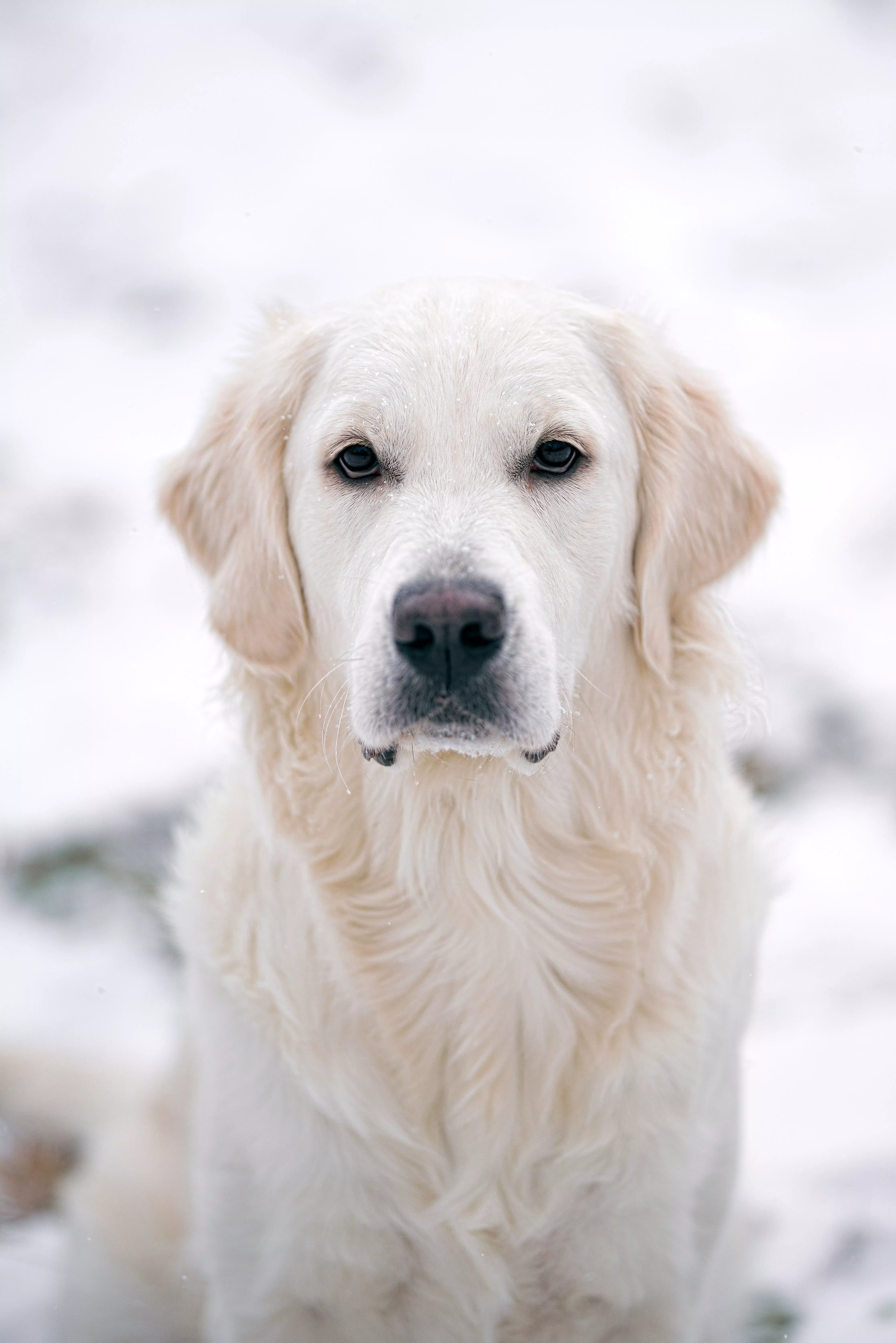 Download Golden Retriever wallpaper