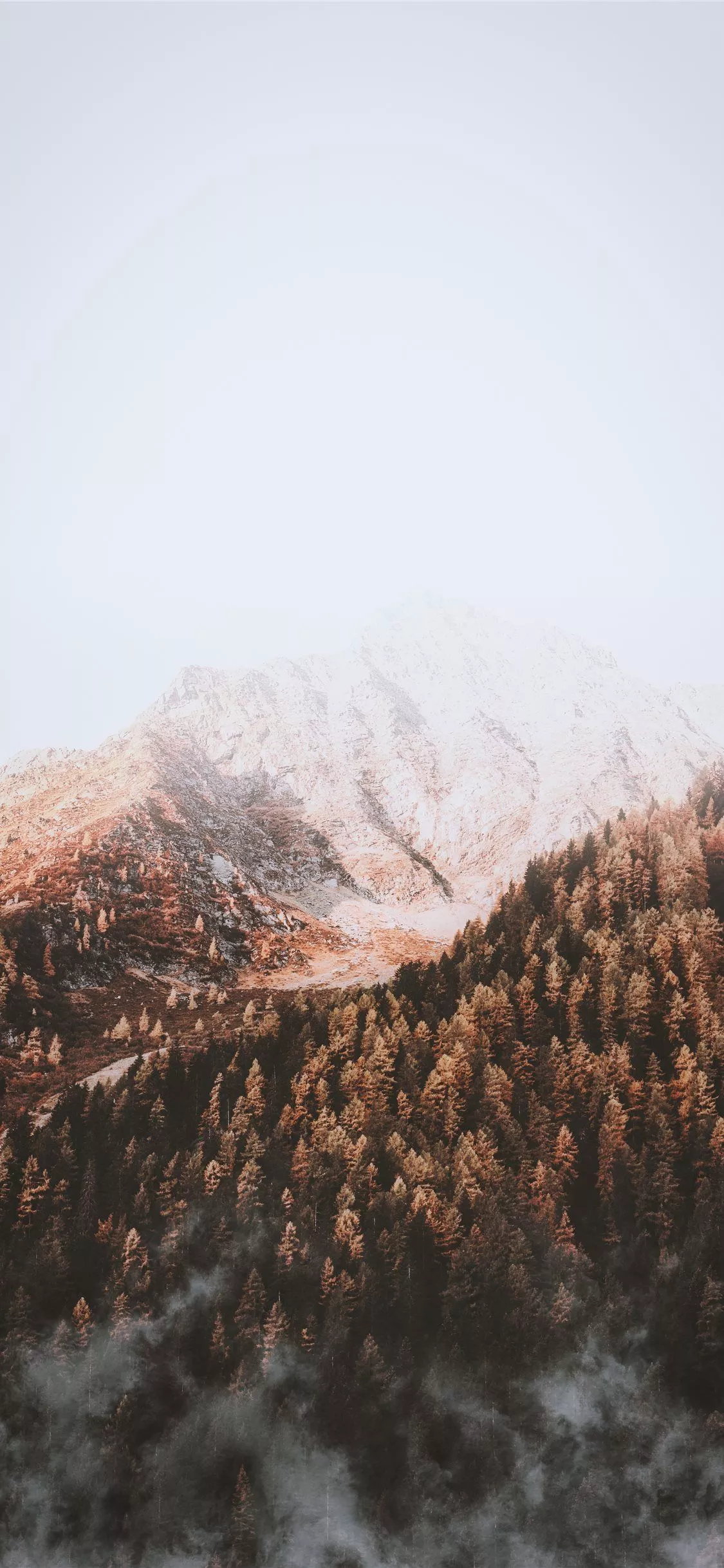 pine trees under foggy weather during