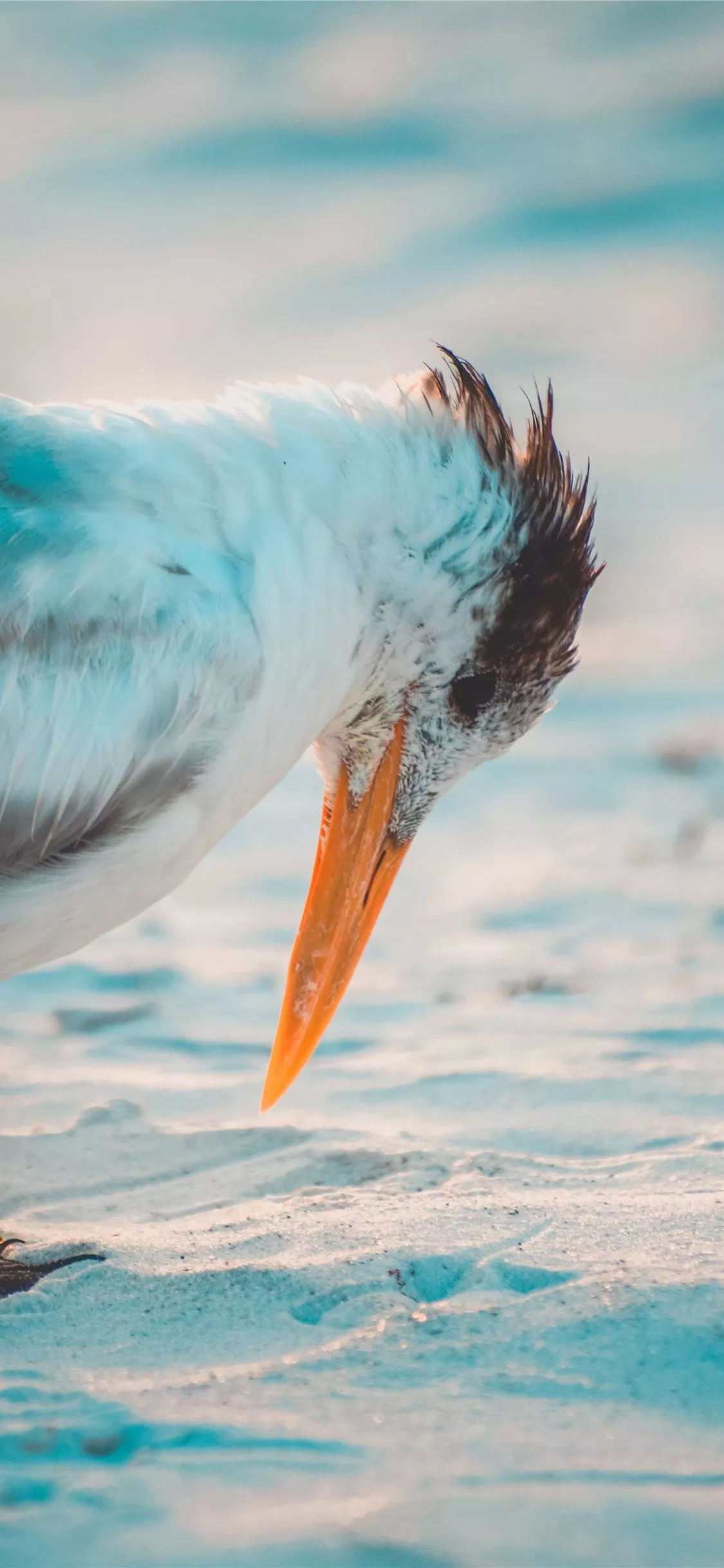 Best South carolina iPhone X HD