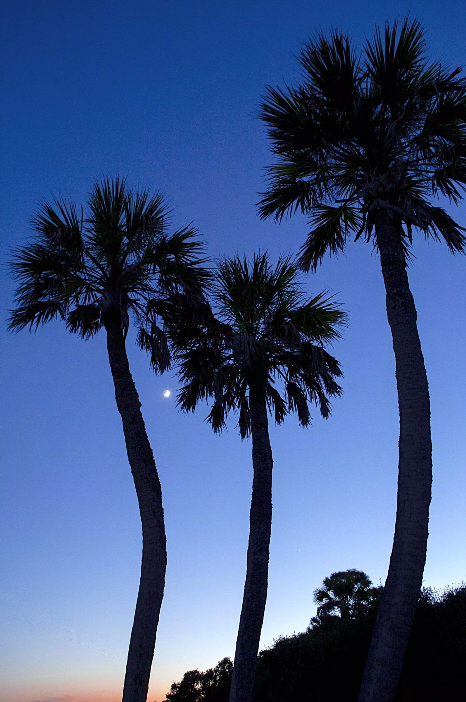 Et Cetera: A South Carolina Moon